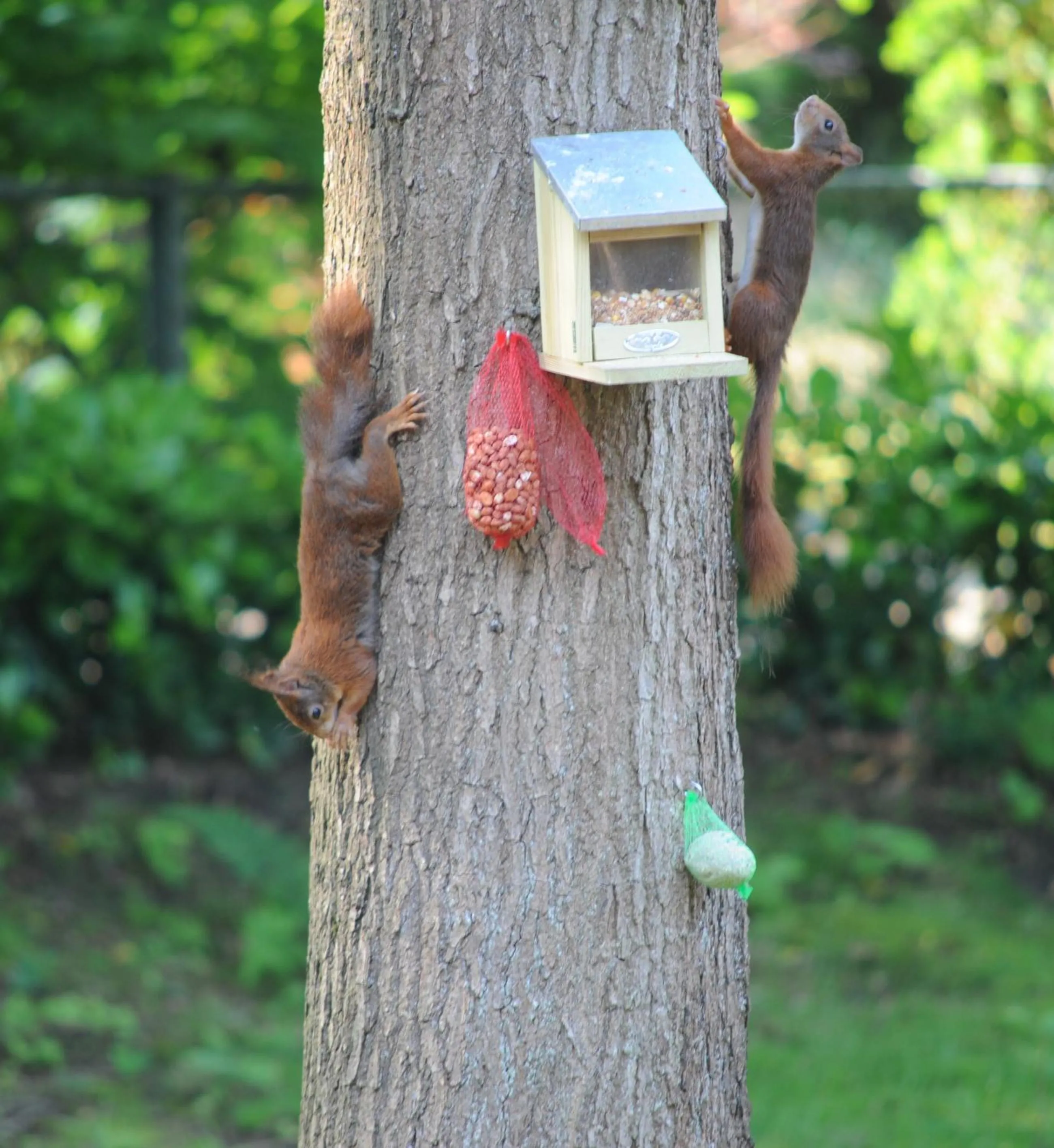 Pets in Maupertuus Bennekom