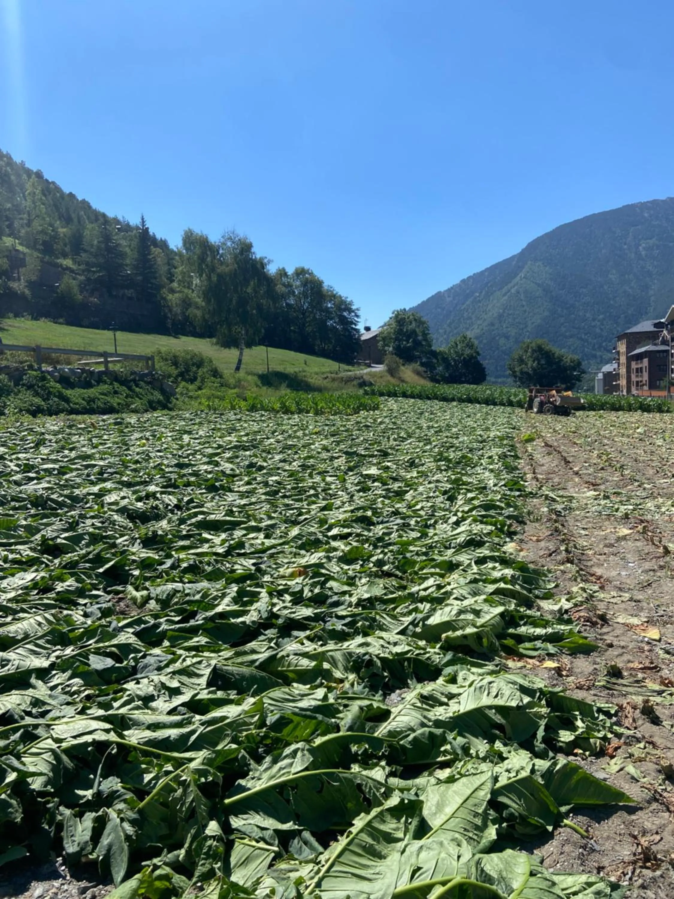 Other in Apartaments Giberga