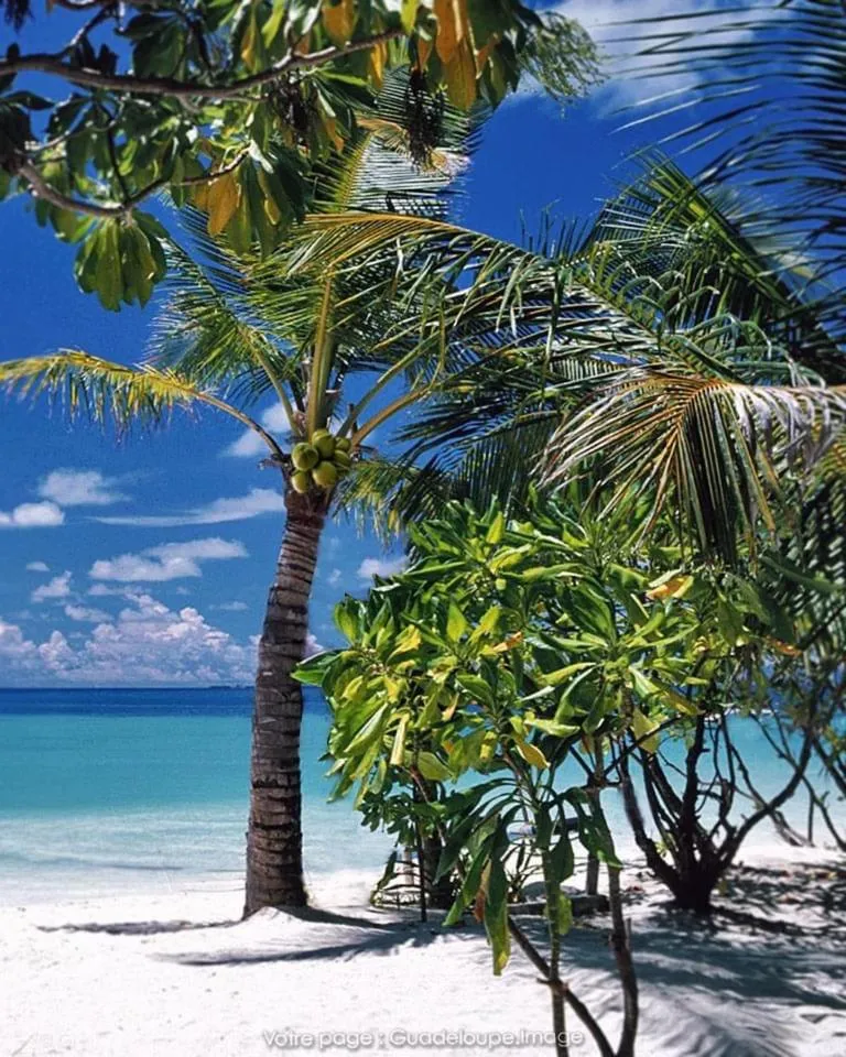 L'escale Tropicale