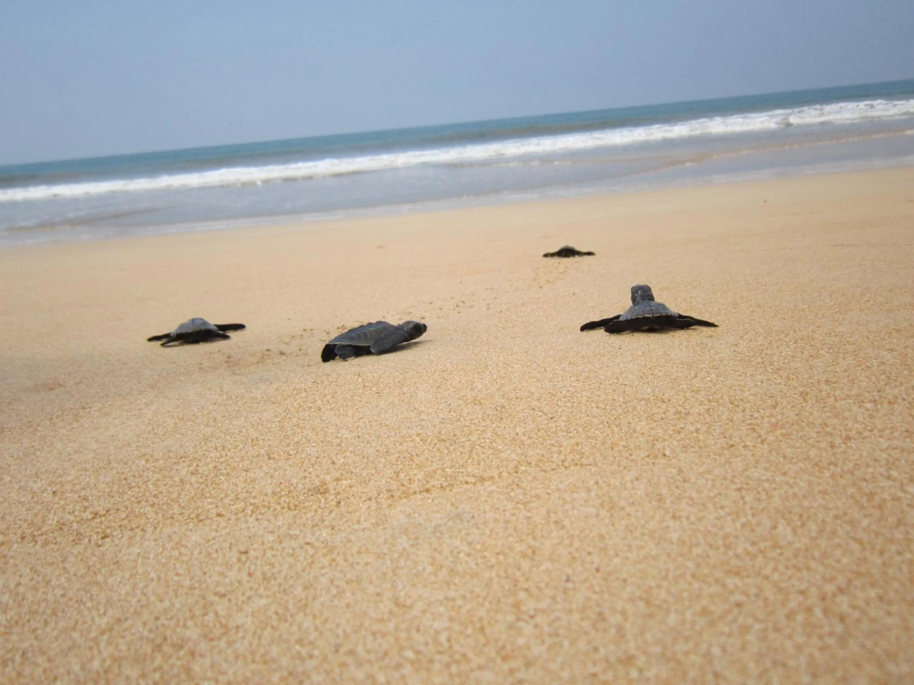 Day in Janus Paradise Rest