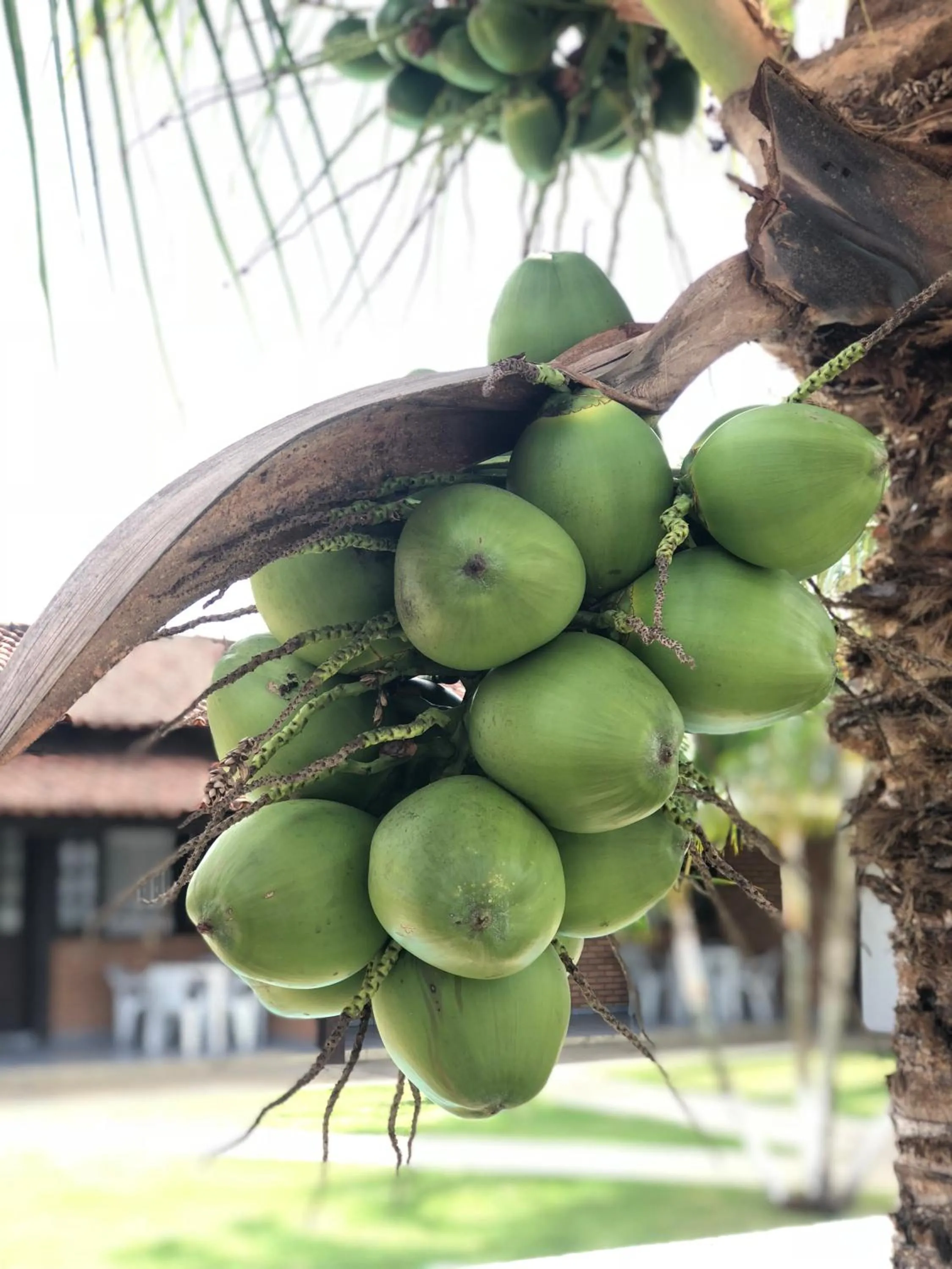 Garden in Pousada Casuarina Geribá
