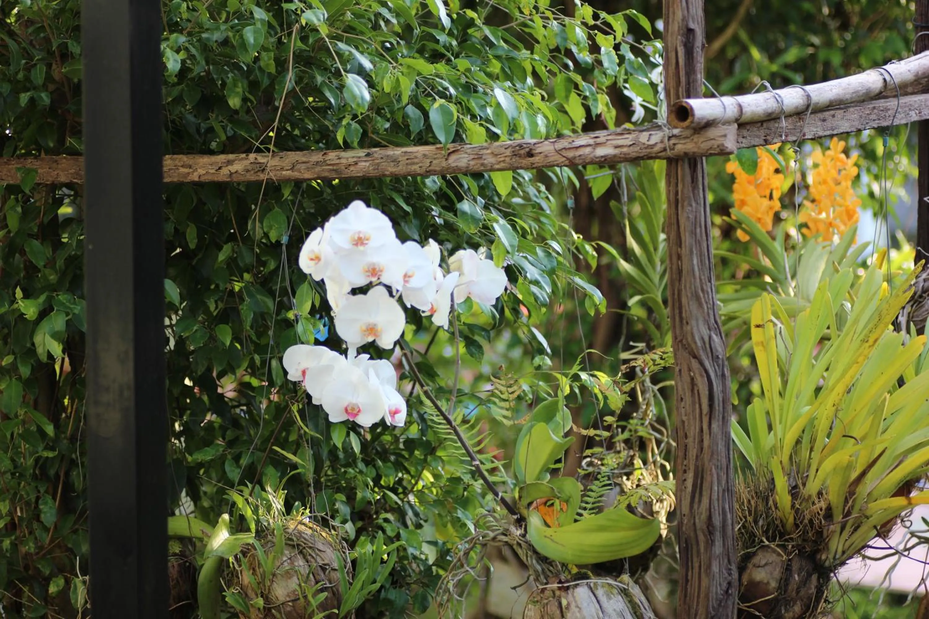 Garden in Long Mountain Resort