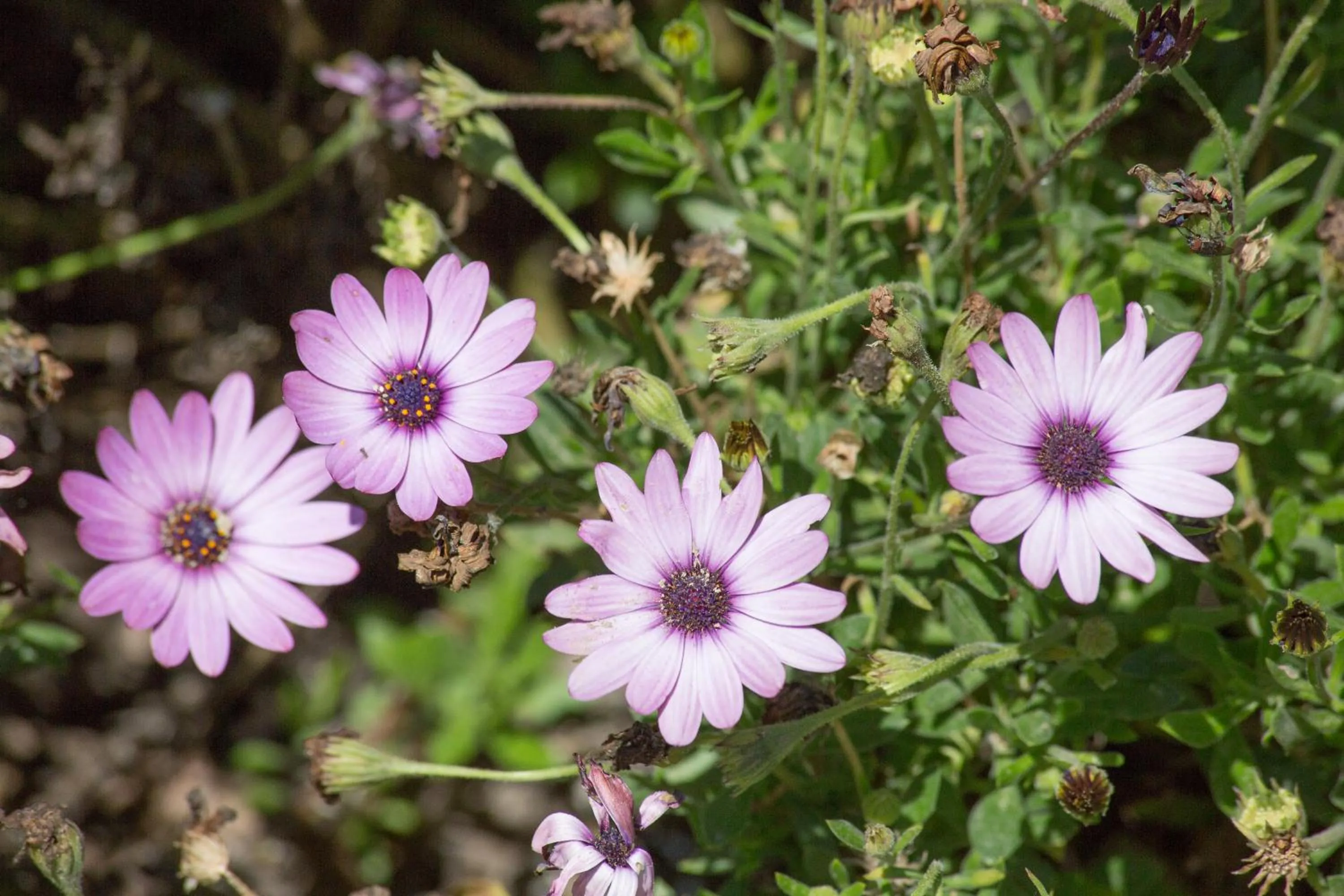 Garden in Karia Holiday Home
