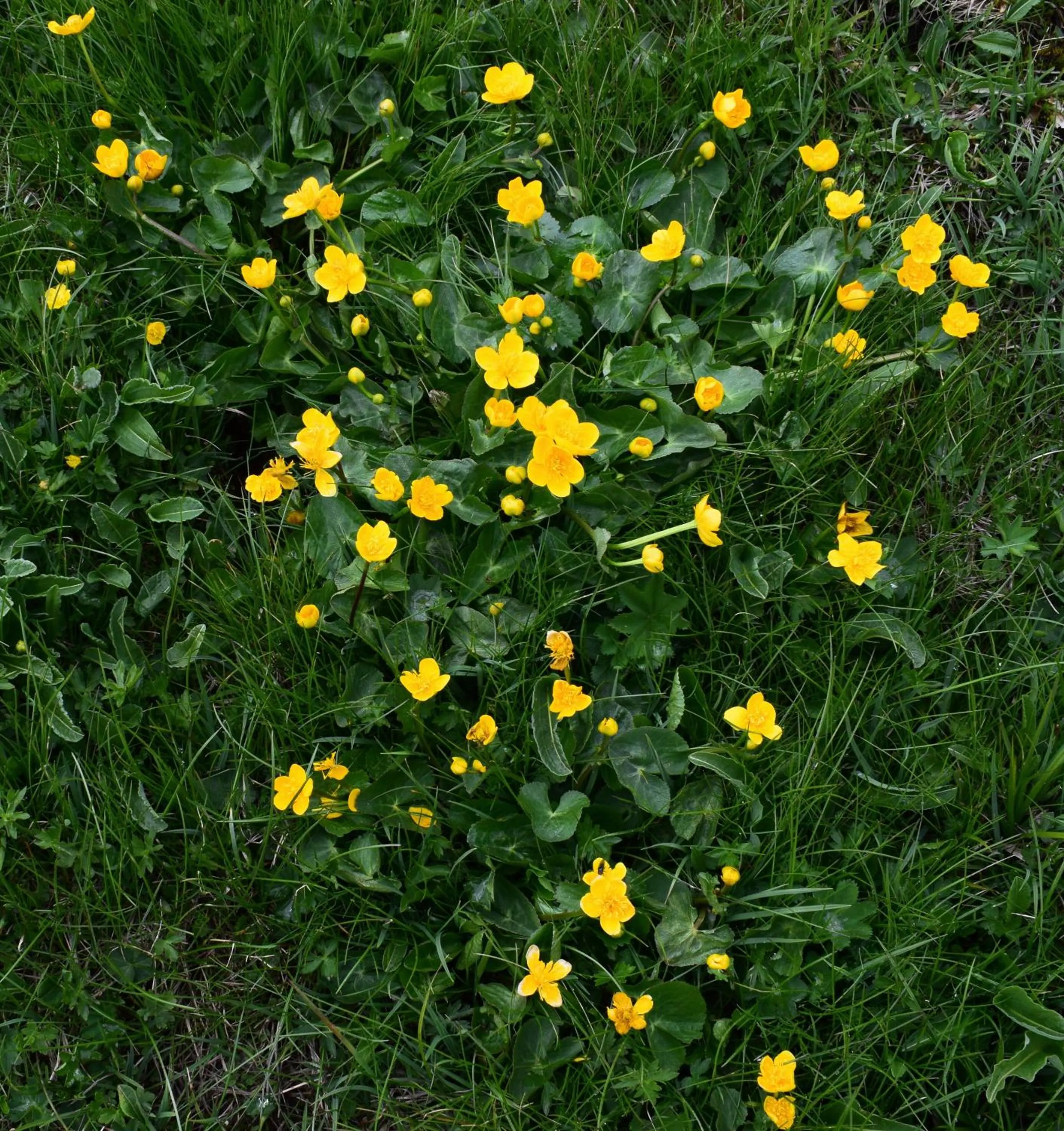 Garden in Hotel Peretol