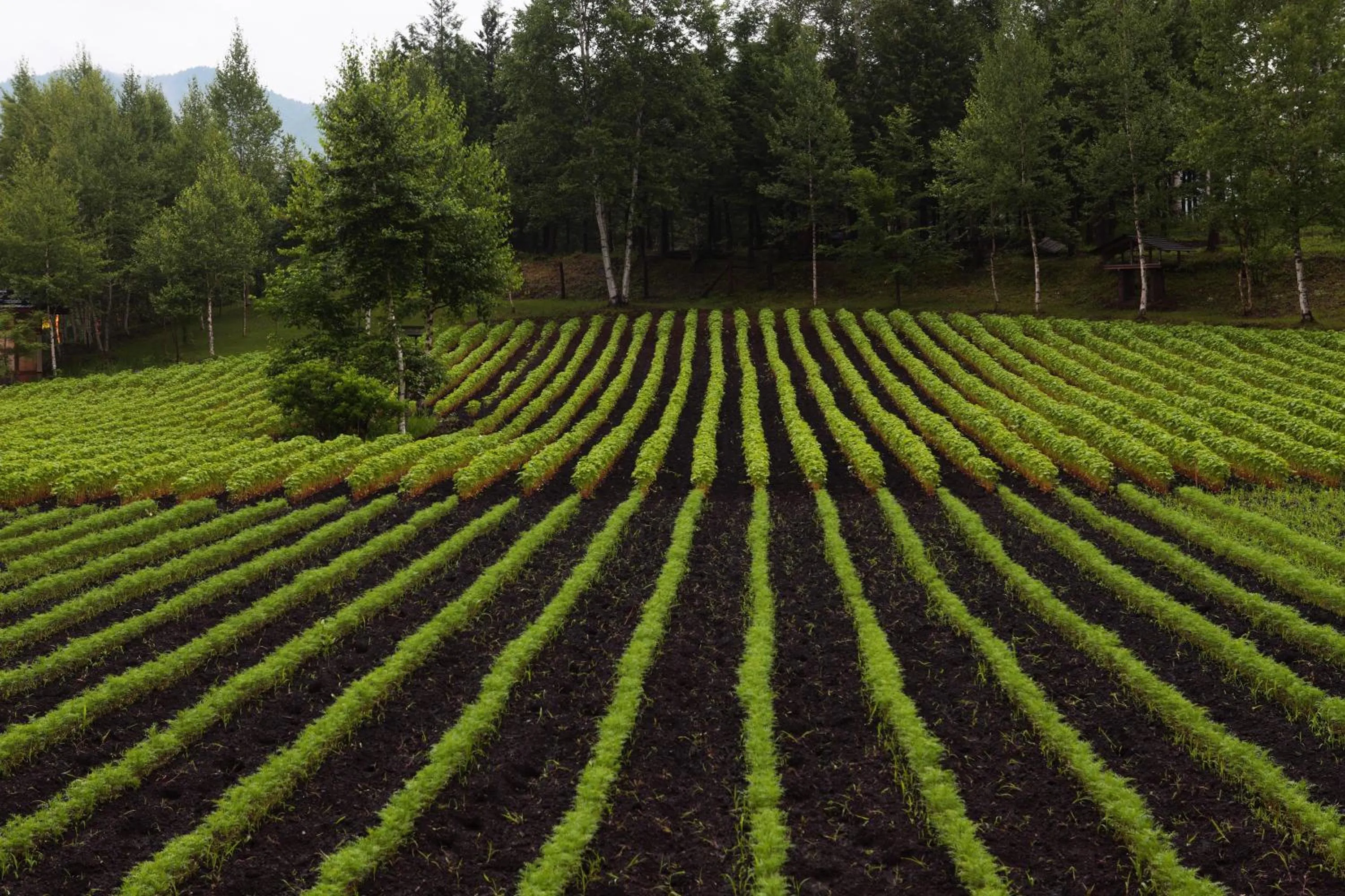 Garden view in Tsutaya Tokinoyado Kazari