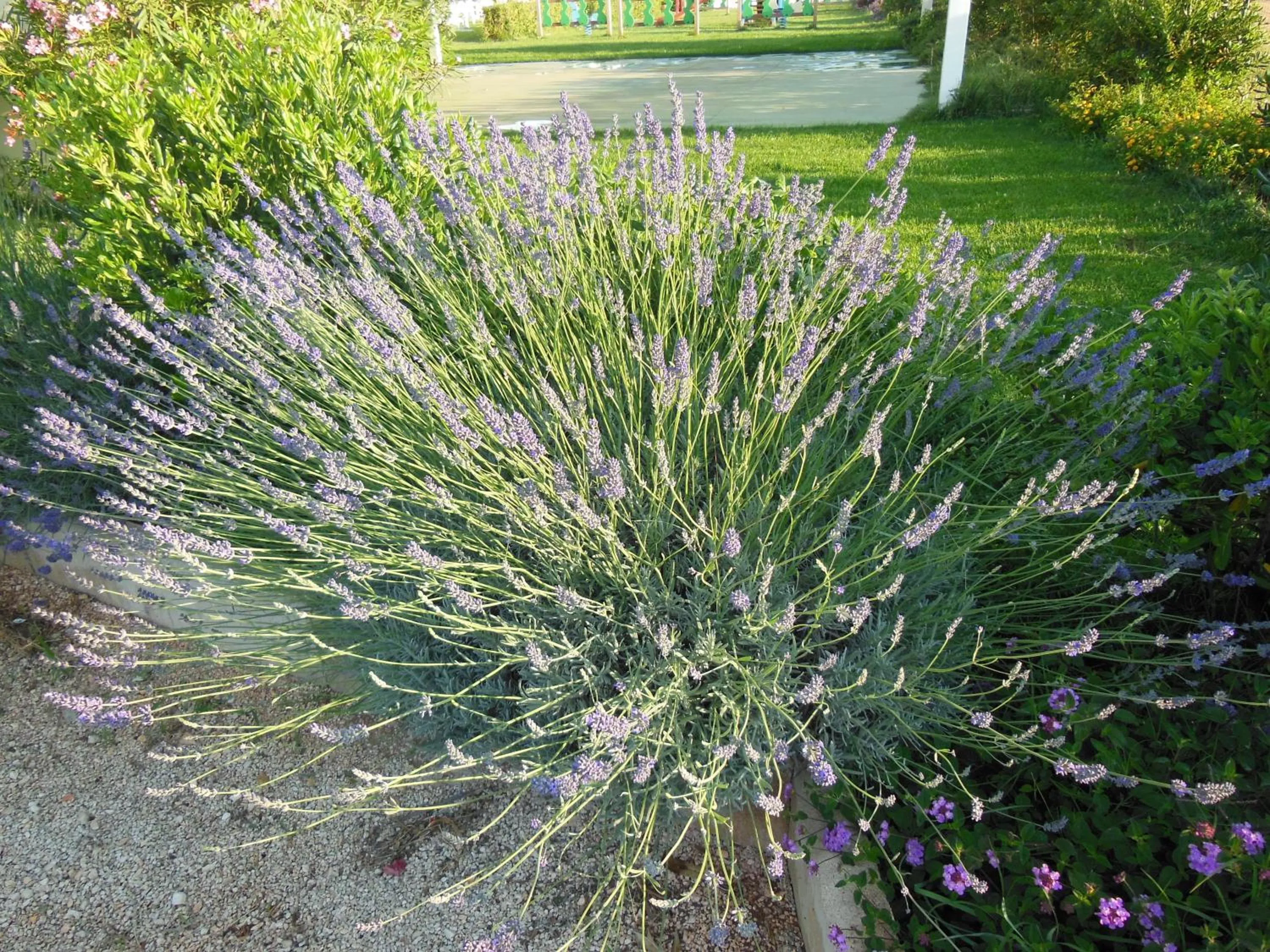 Garden in Residence Club Barbara