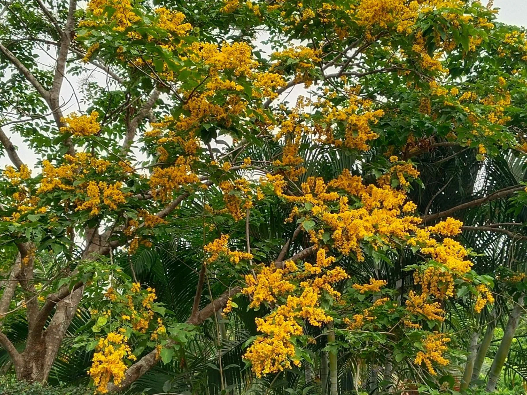 Natural landscape in Bang Po Hut