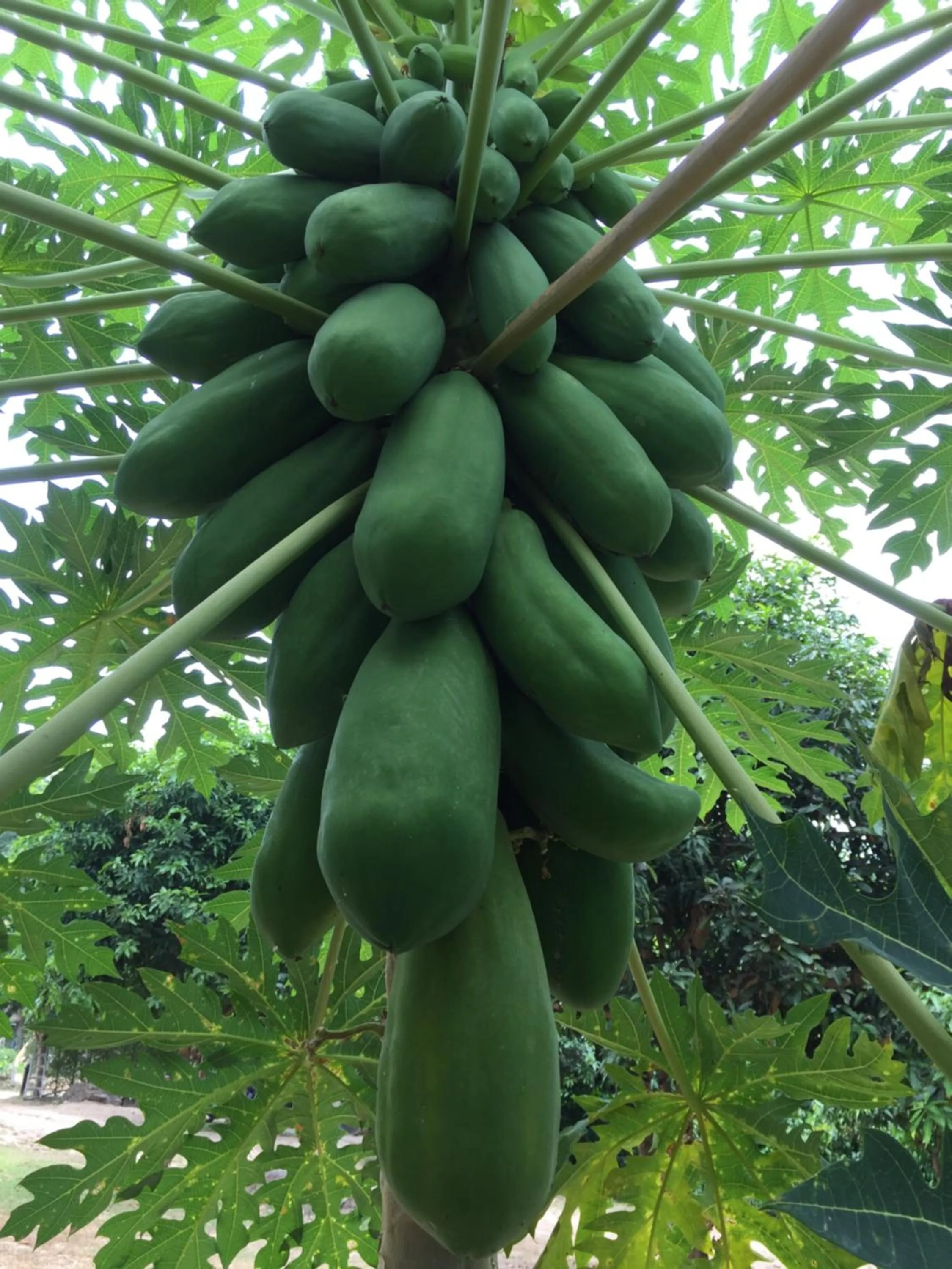 Garden in Bang Po Hut