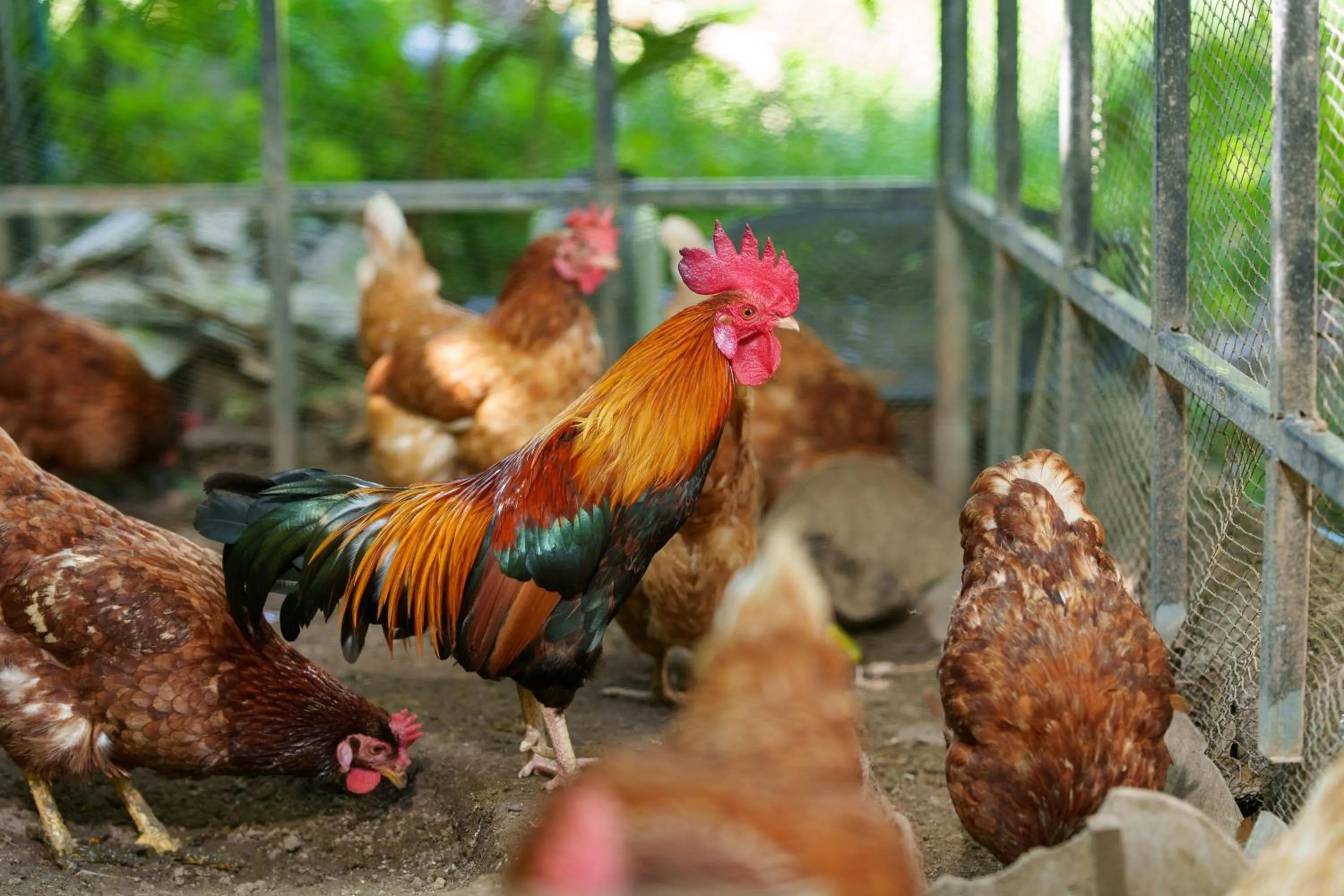 Animals in Bang Po Hut