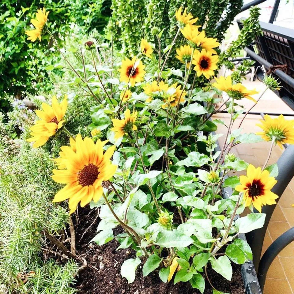 Decorative detail in Hotel San Marco