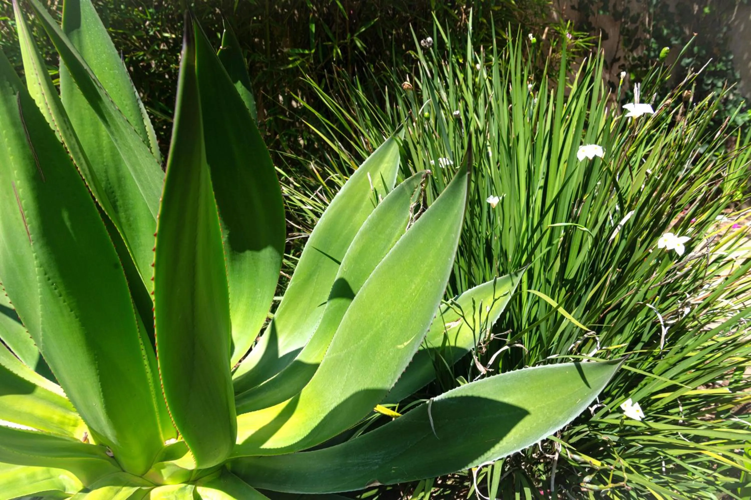 Garden in Sereno Hotel