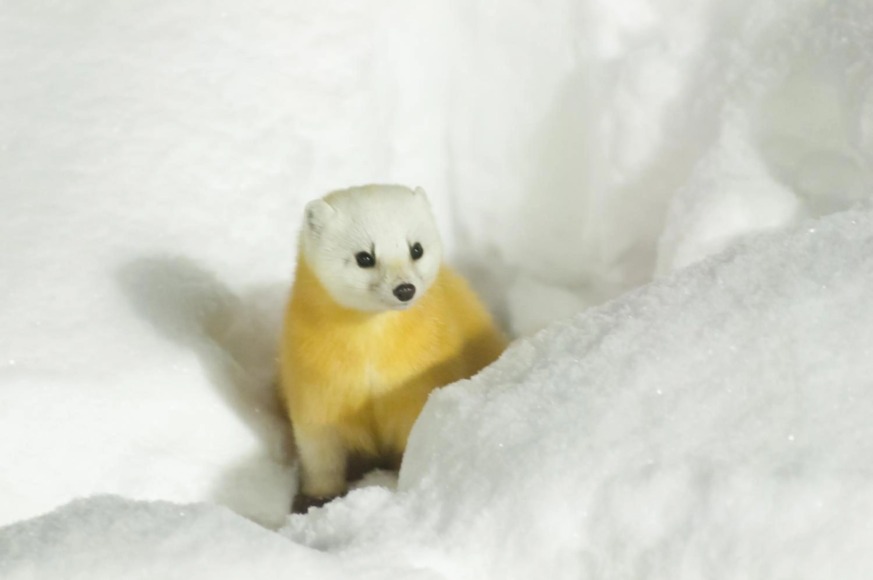 Winter in Yachi Onsen