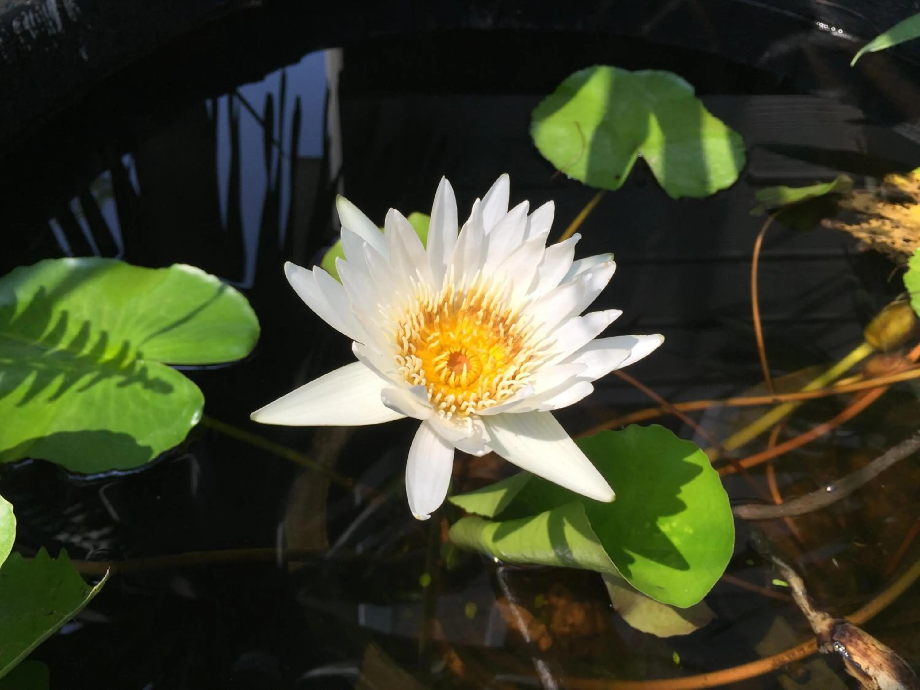 Garden in Rayonghouse Resort
