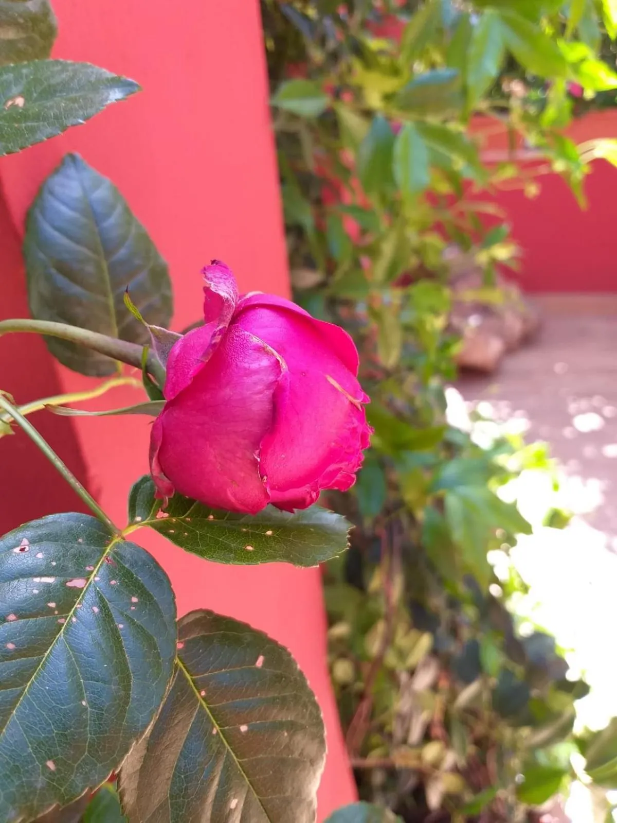 Garden in Casa in Monti