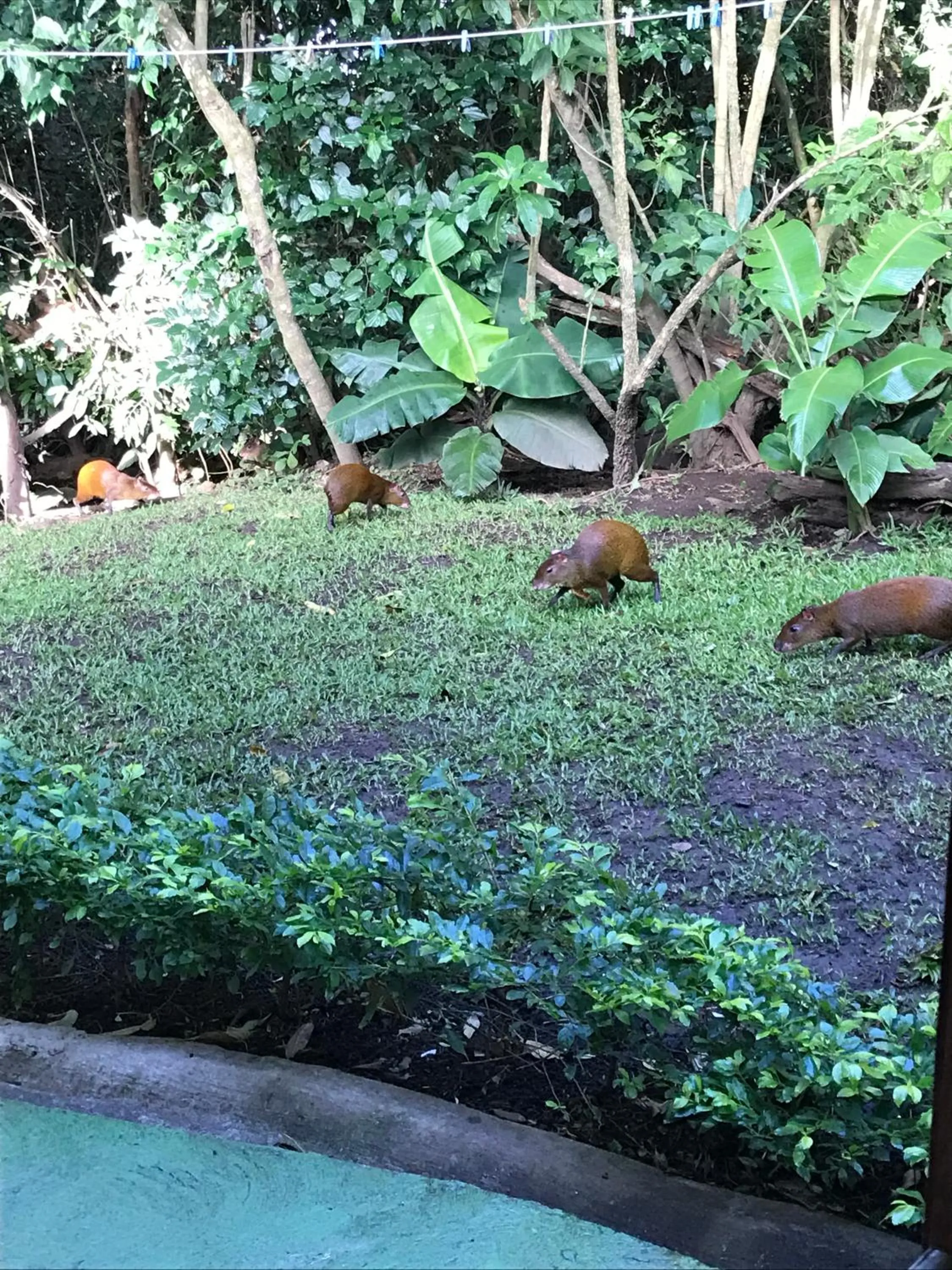 Patio in Dreams Lodge