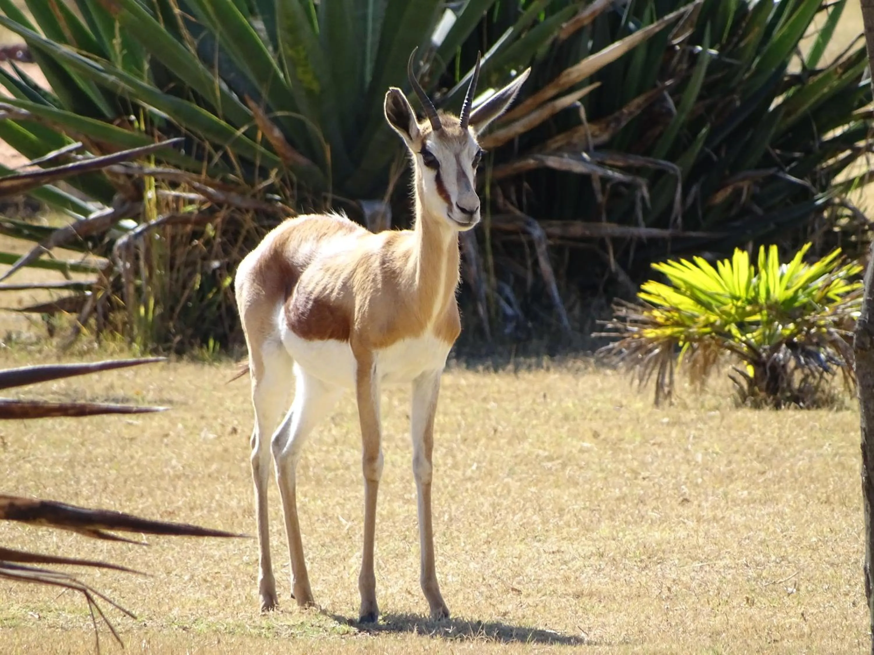 Animals in Abba Game Lodge