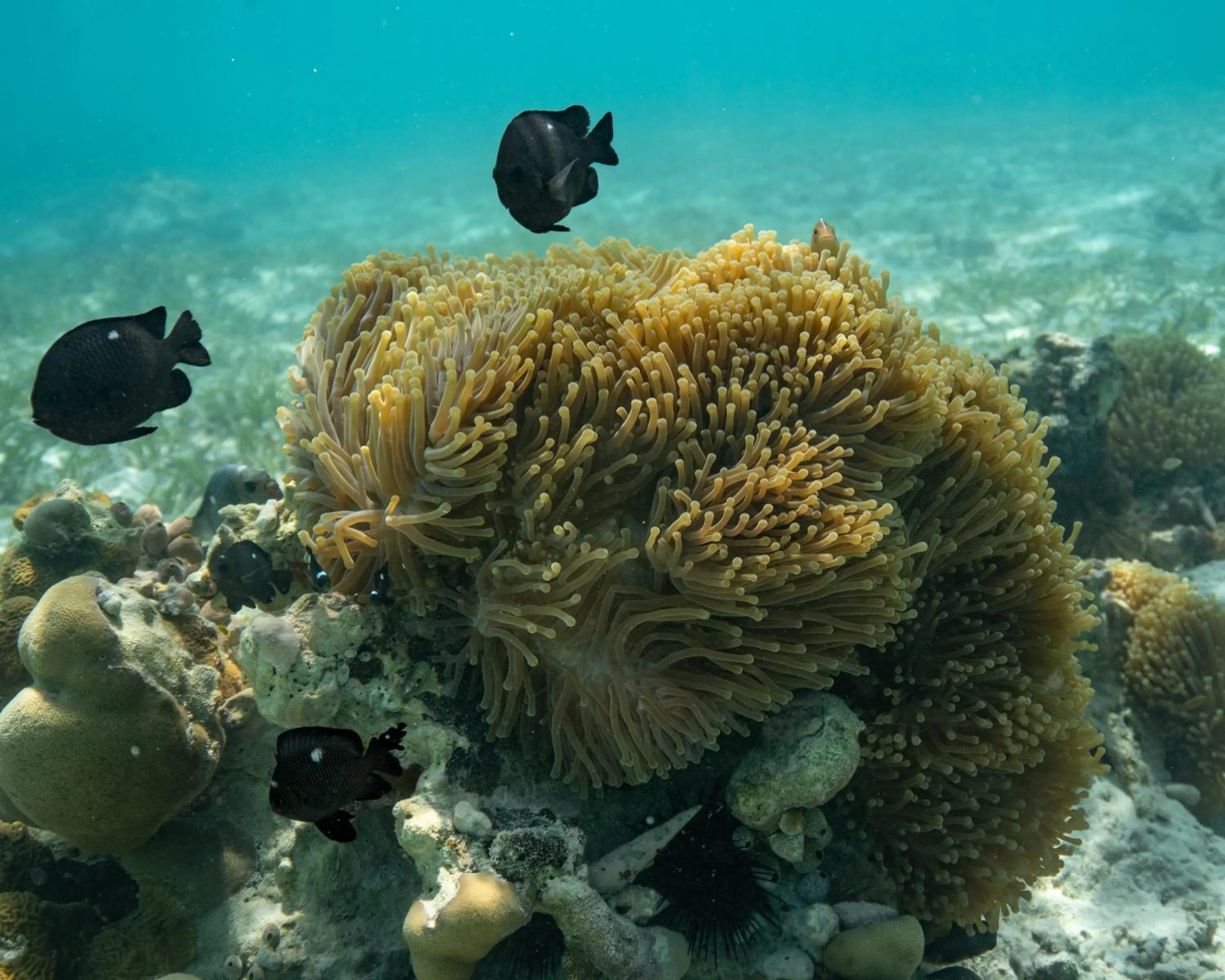 Kinazi Upepo Beach Eco Sport Resort