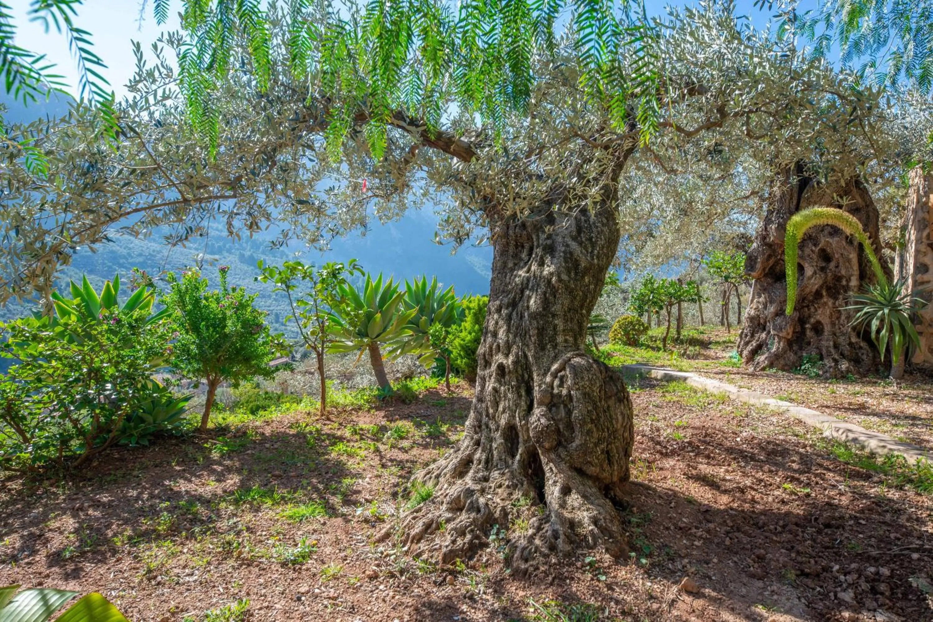 Garden in Ses Begudes