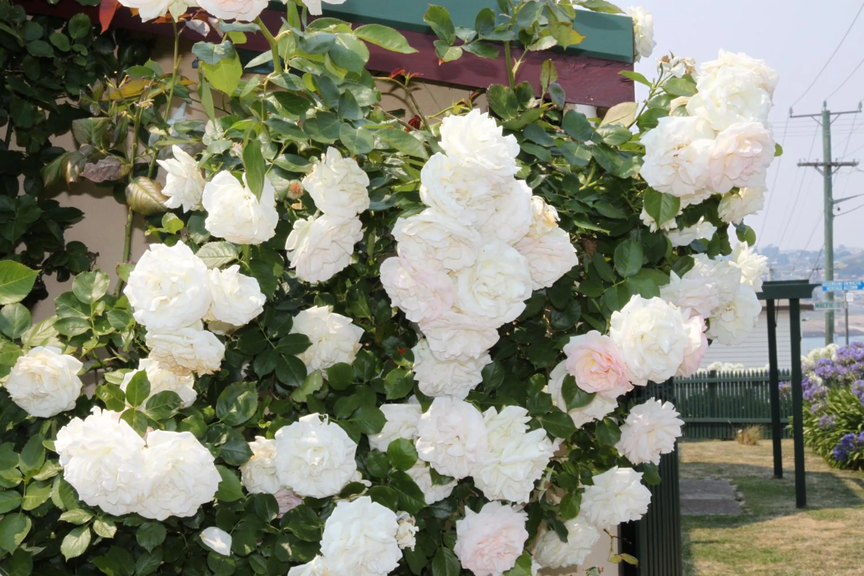 Garden in The Grand On Macfie