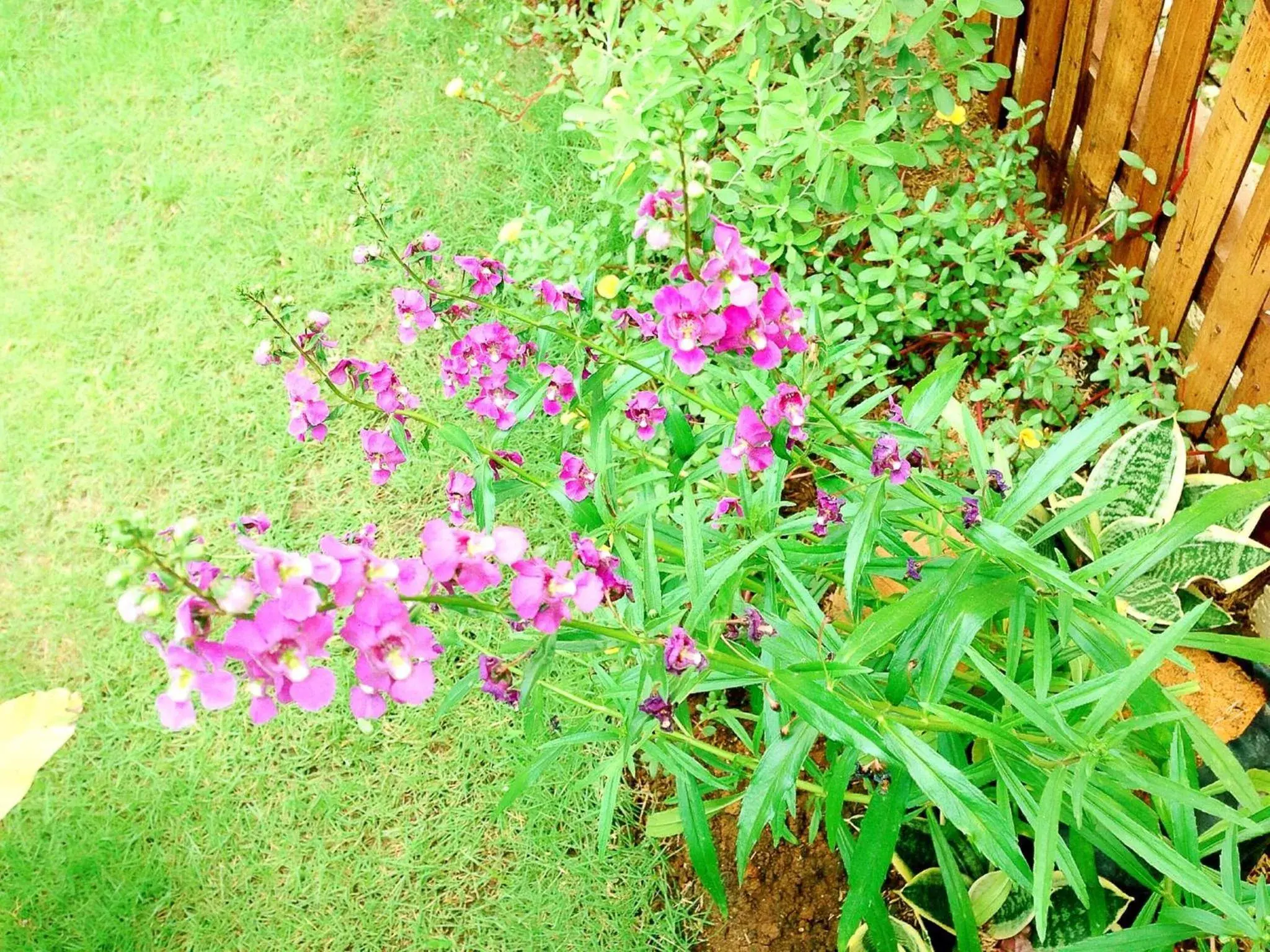 Garden view, Garden in Captains Lodge and Bar