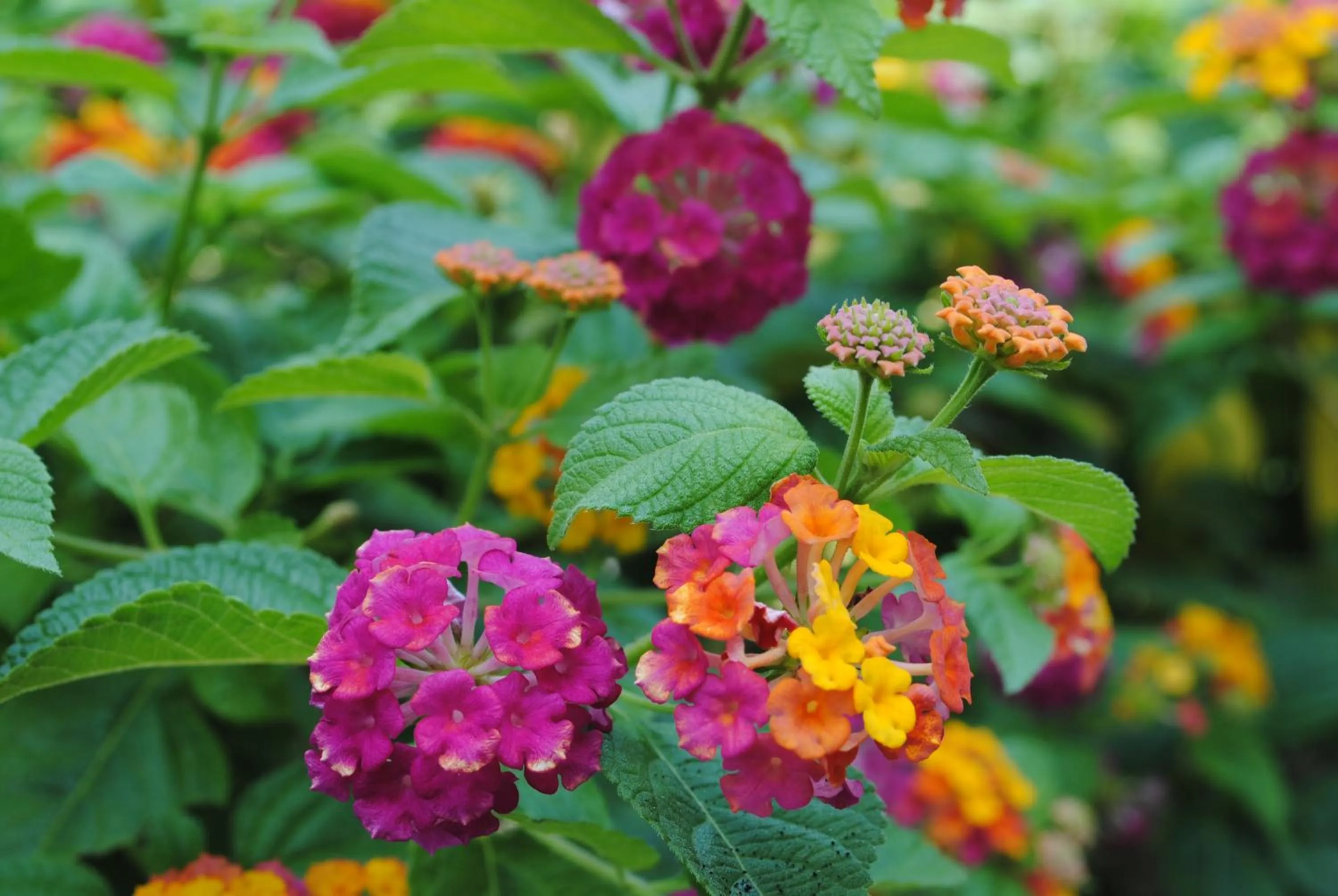 View (from property/room) in Captain's Lodge and Bar