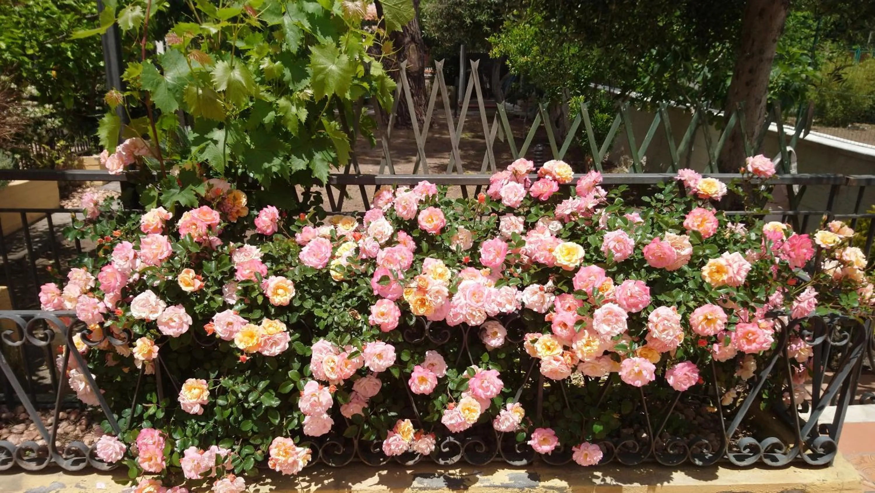 Garden in Villa Sicels - Agnone Beach - Syracuse