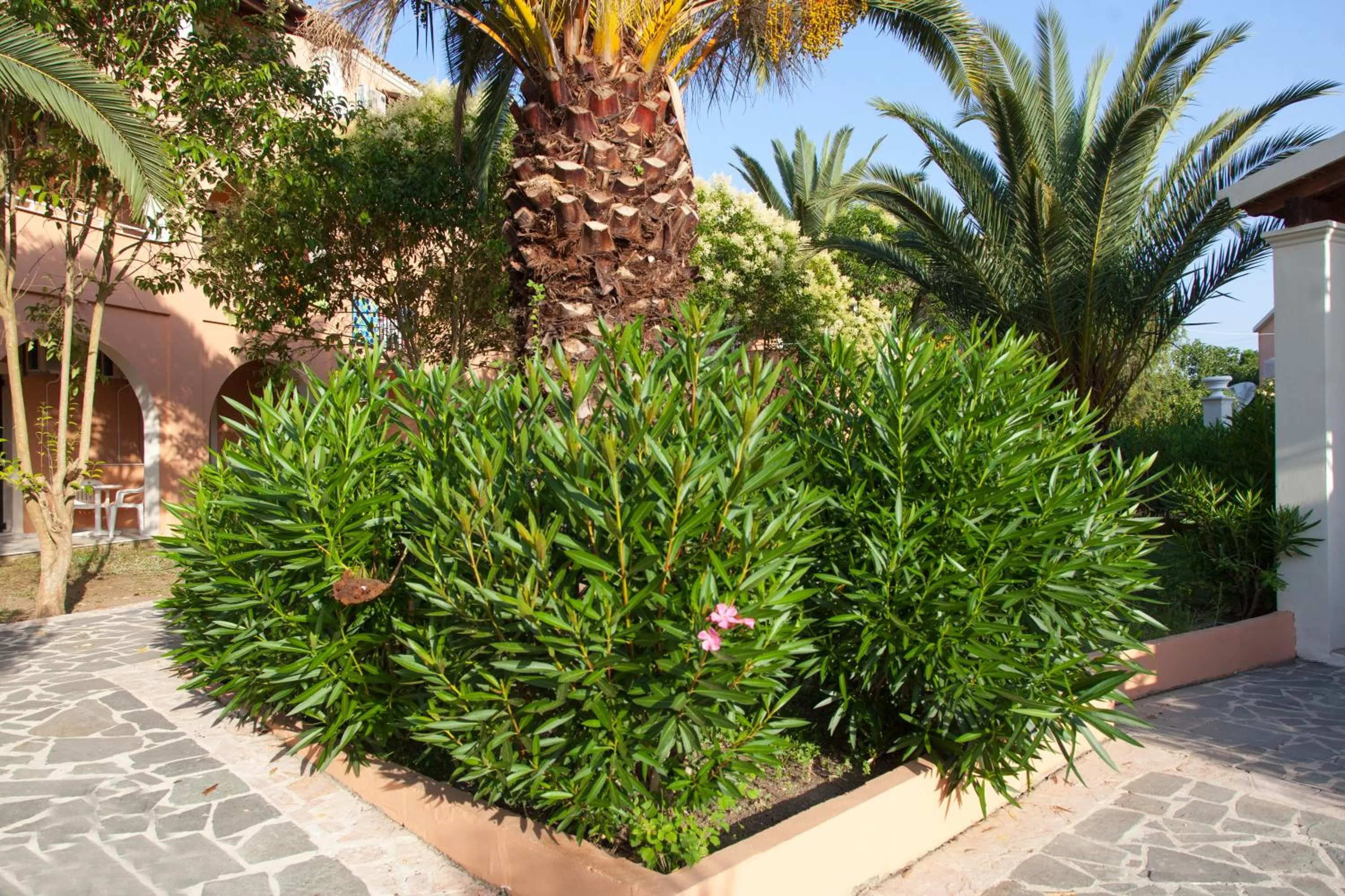 Garden in CorfuGrace