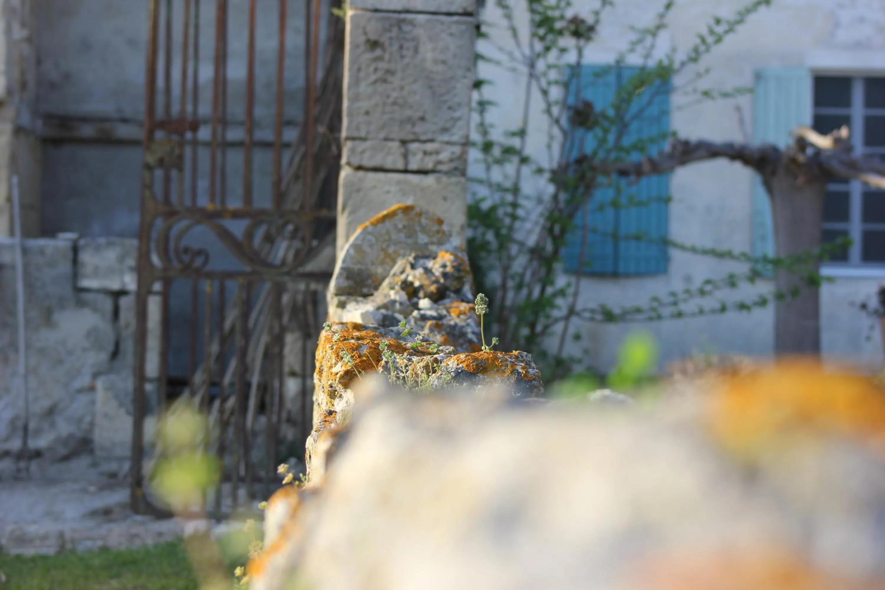 Garden in Mas Petit Prince