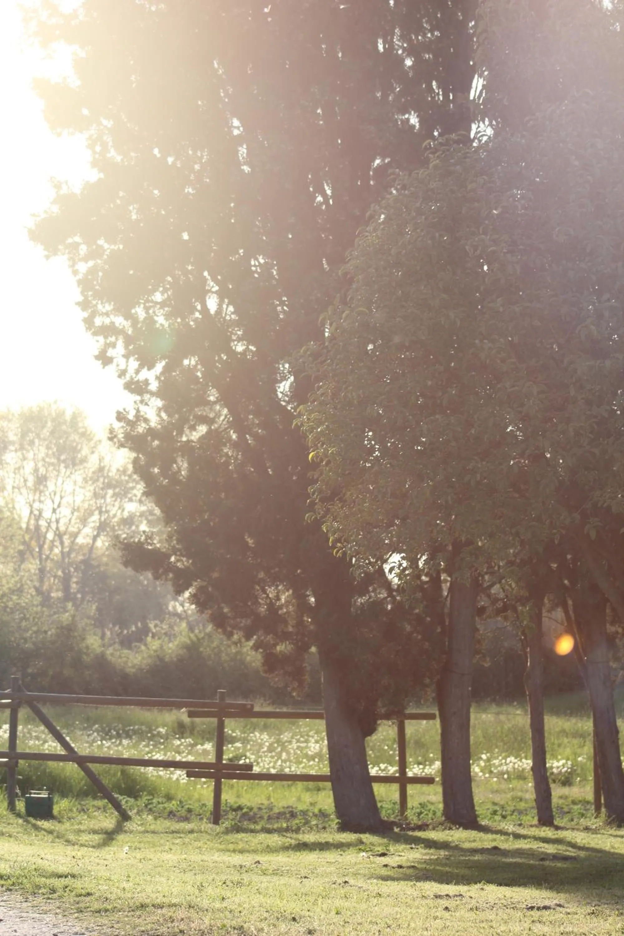 Garden in Mas Petit Prince