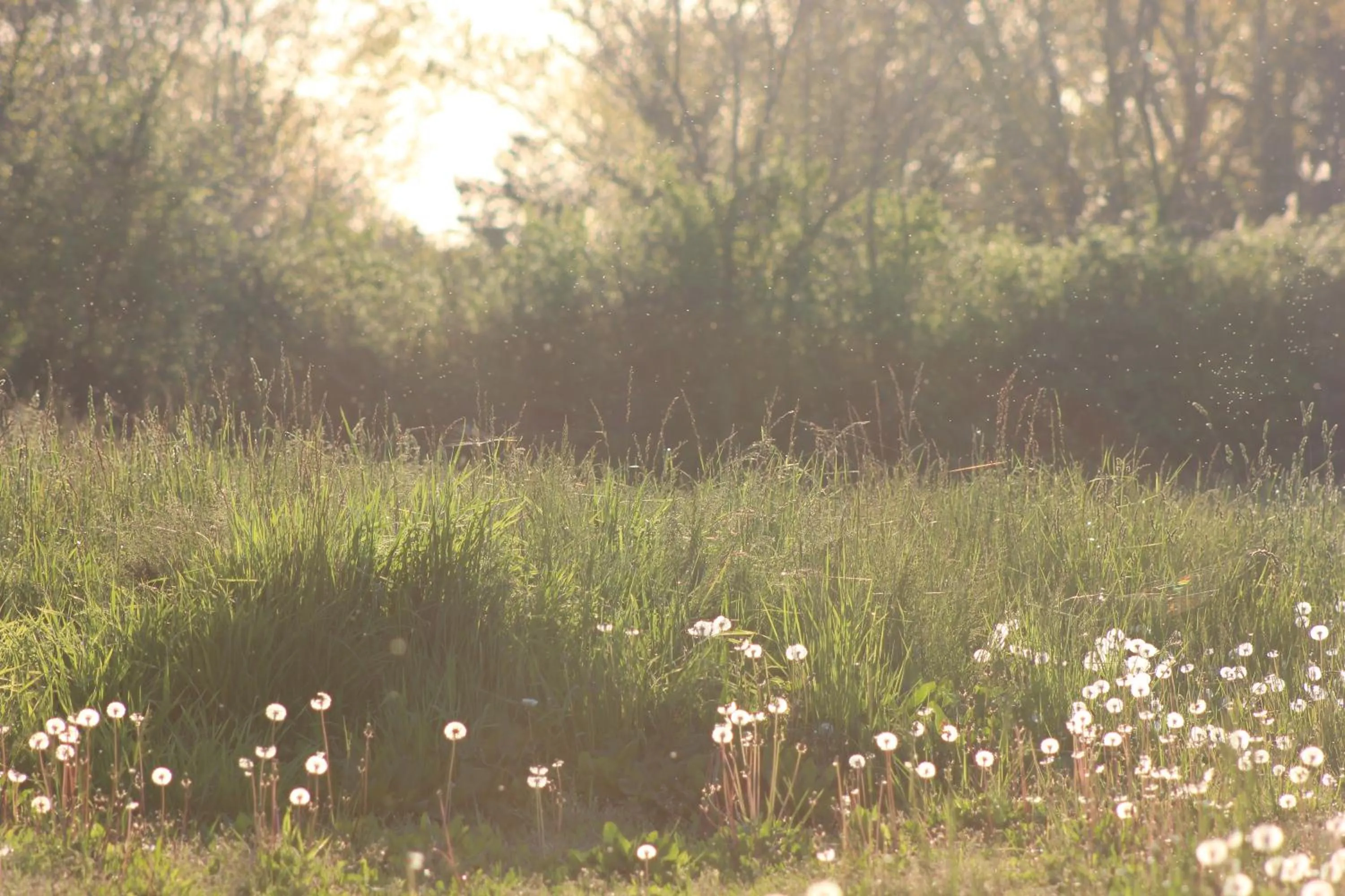 Garden in Mas Petit Prince