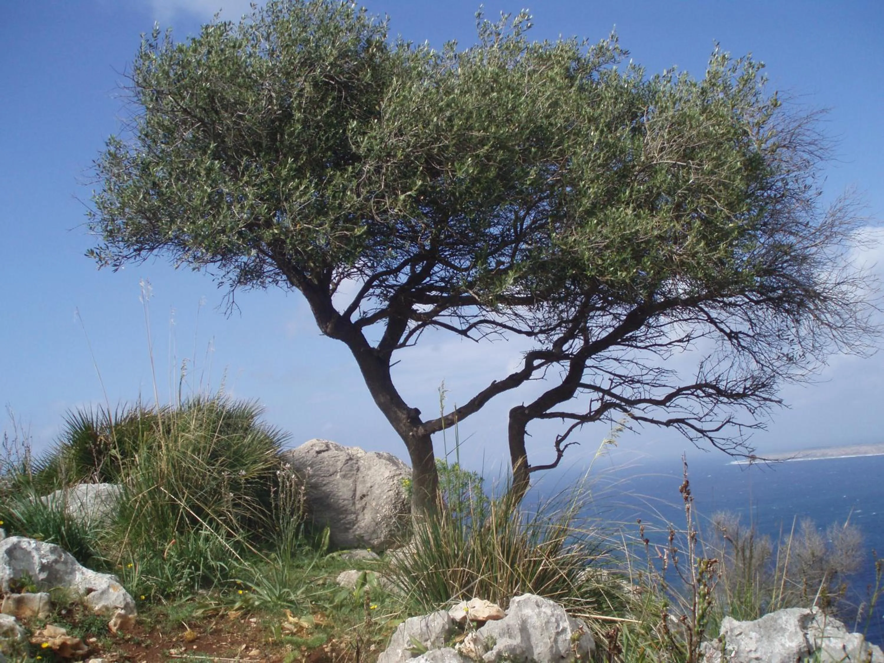 Natural landscape in Baia Cofano Home
