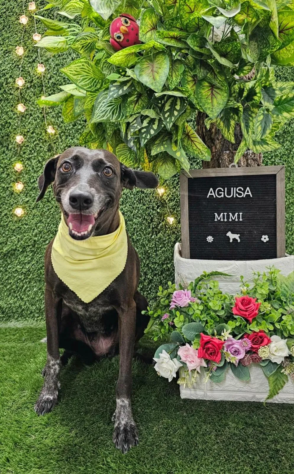 Pets in Hotel Jardín Garden de Granada Nicaragua