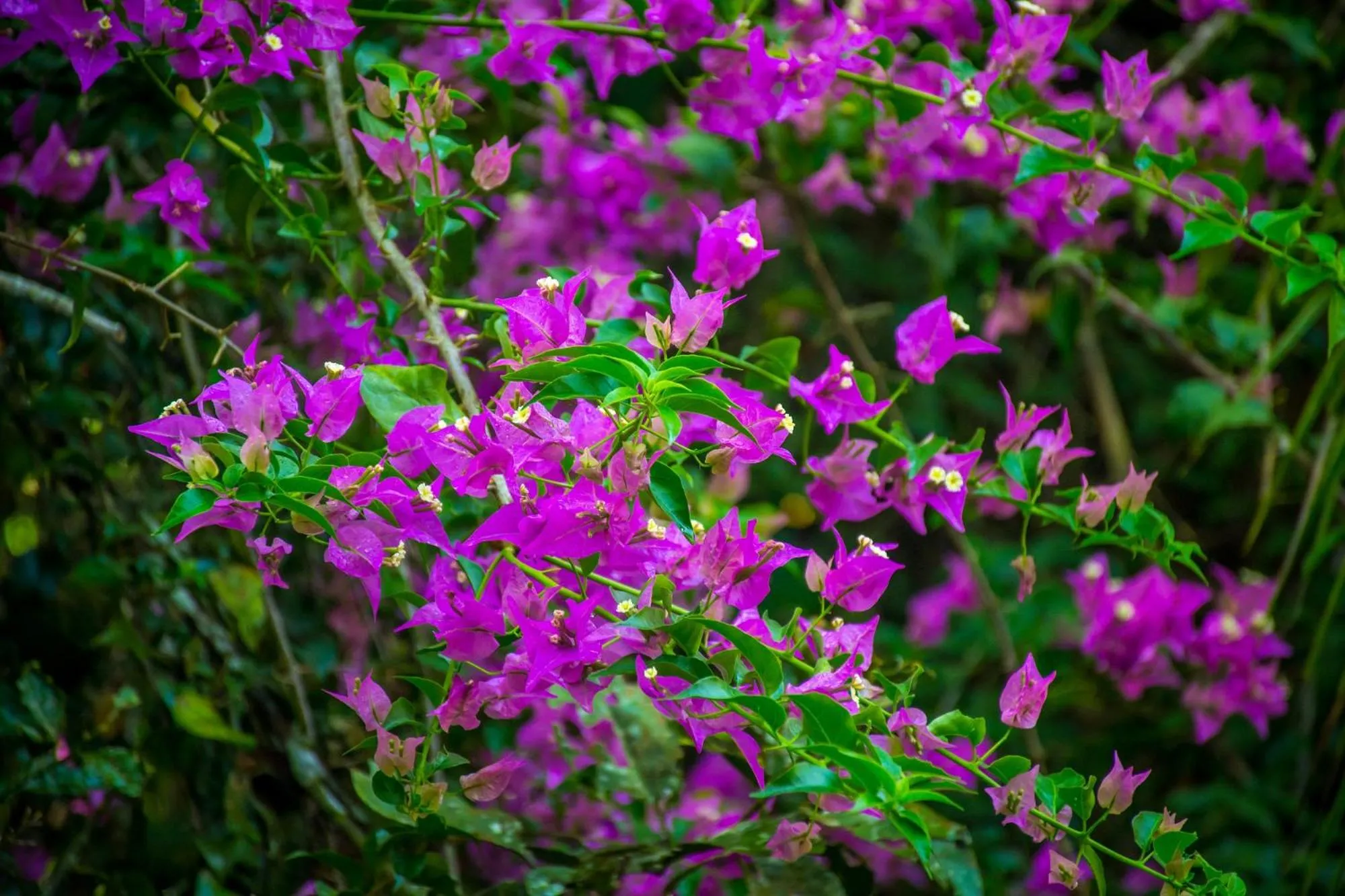 Natural landscape in The Goddess Garden Eco-Resort