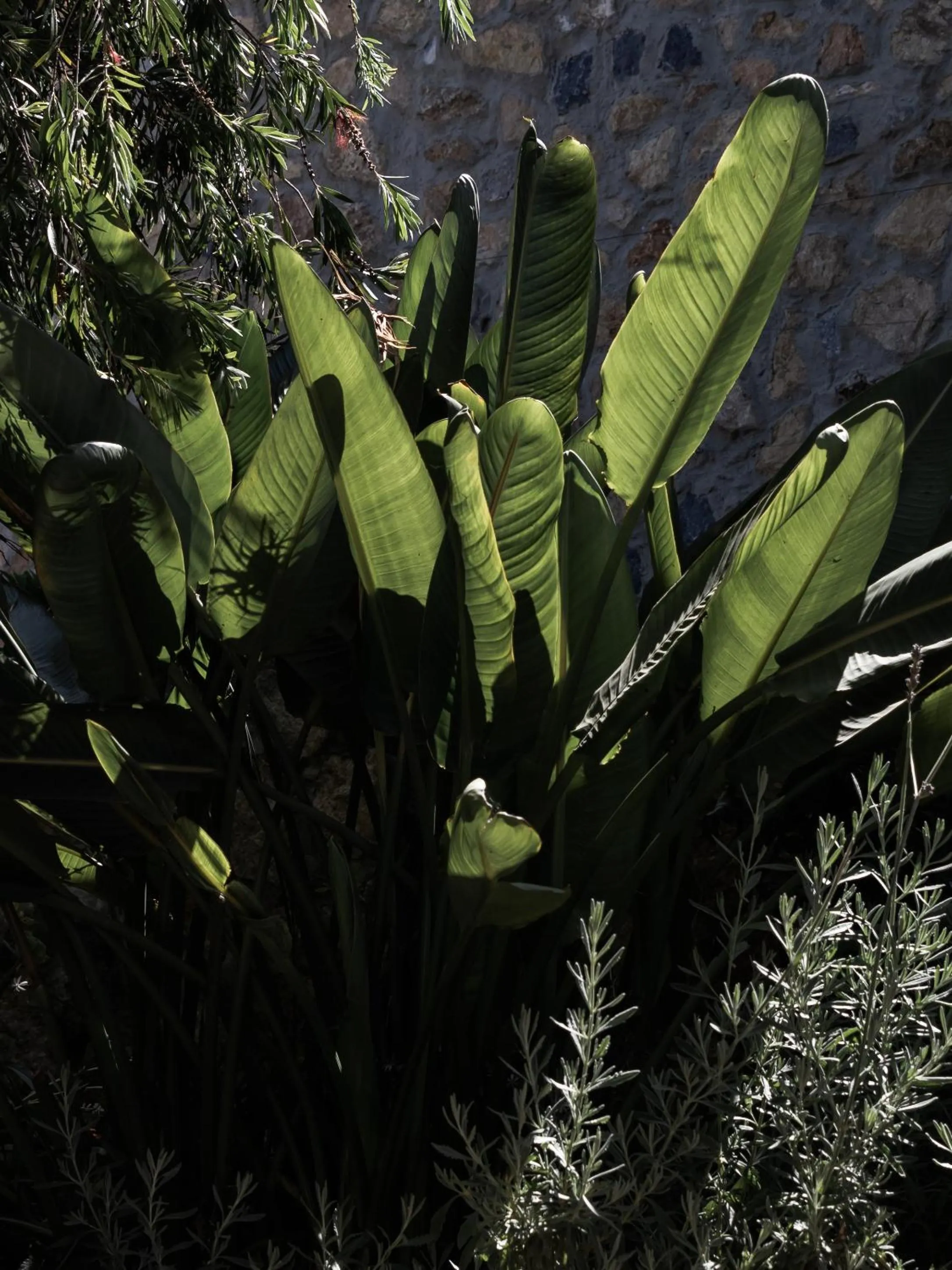 Garden in Hotel Castillo de Monda