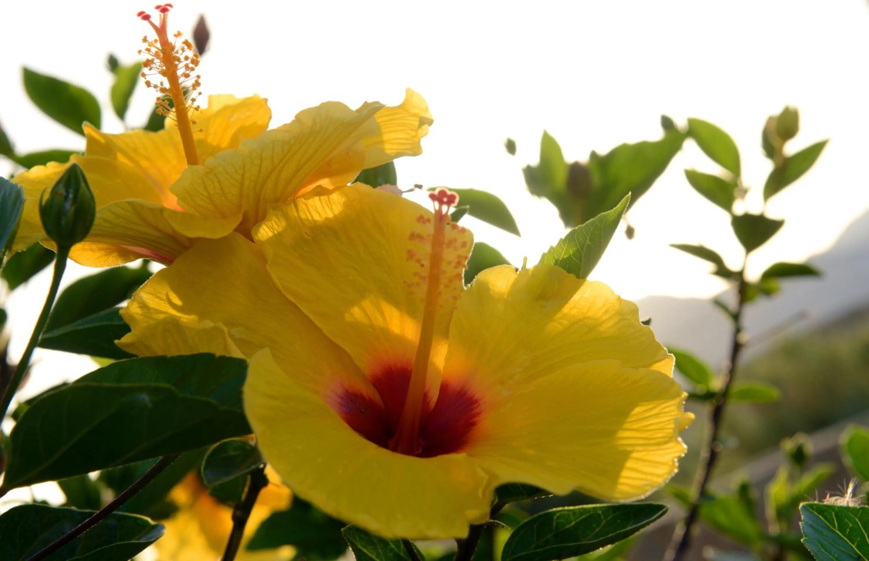 Garden in Lagada Resort