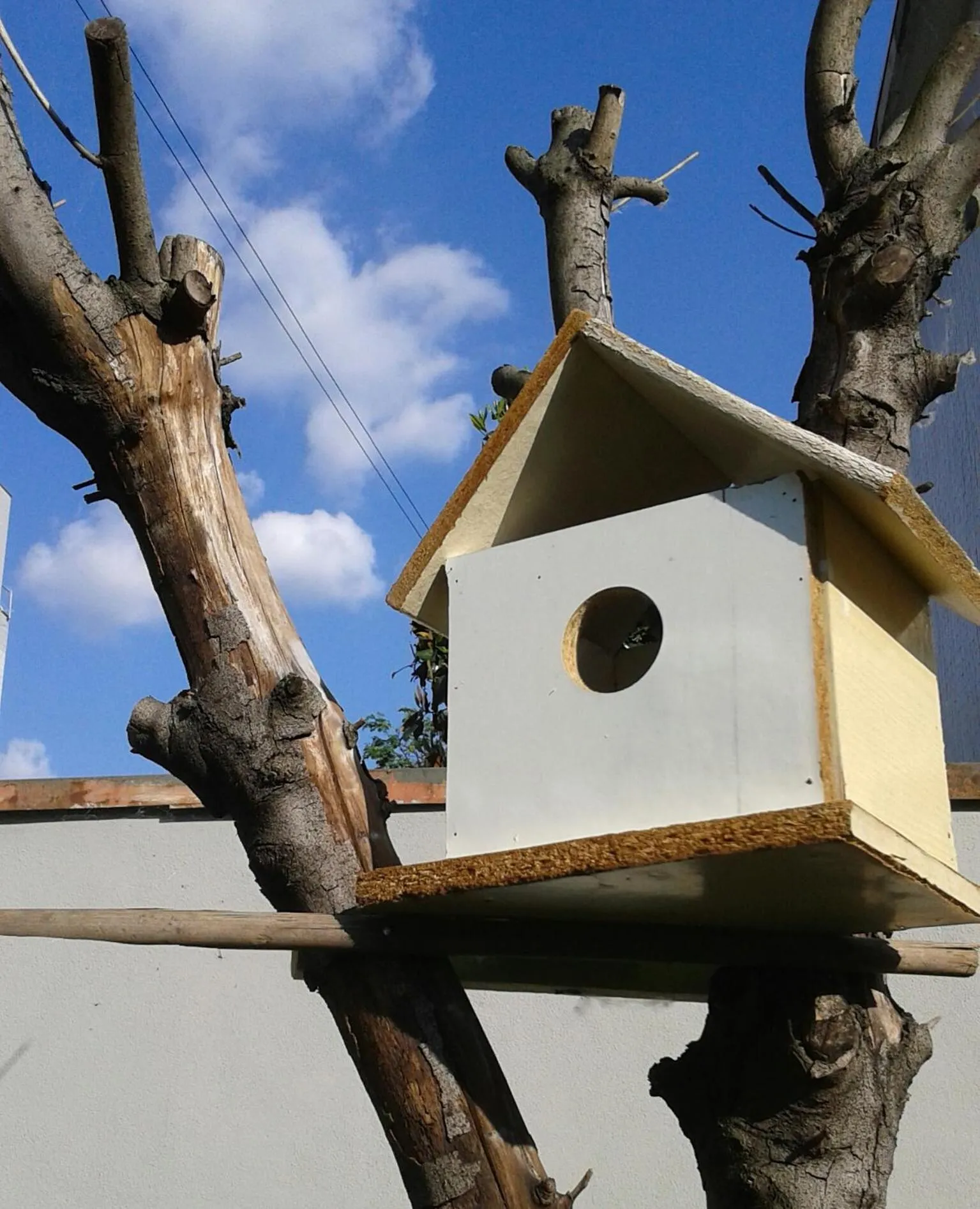 Animals in La Casa Di Emma