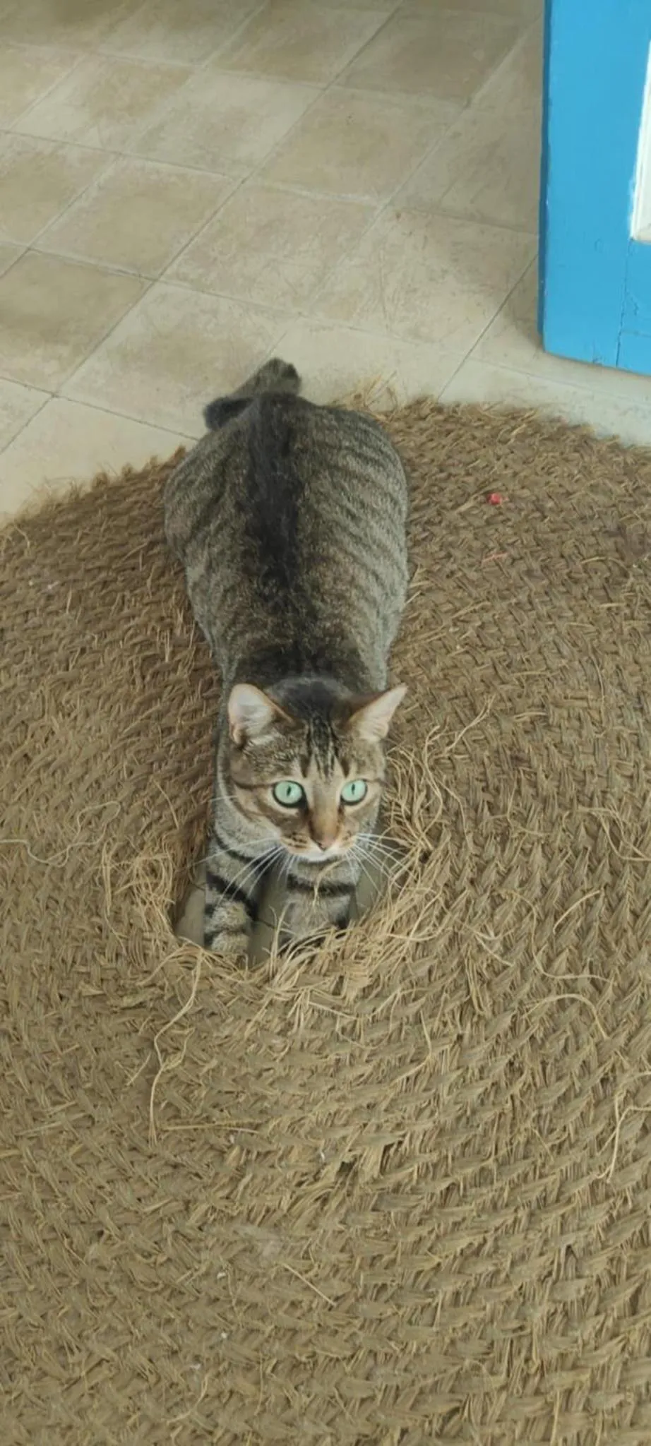 Pets in Dar R'Bat, Maison d'Hôtes de charme
