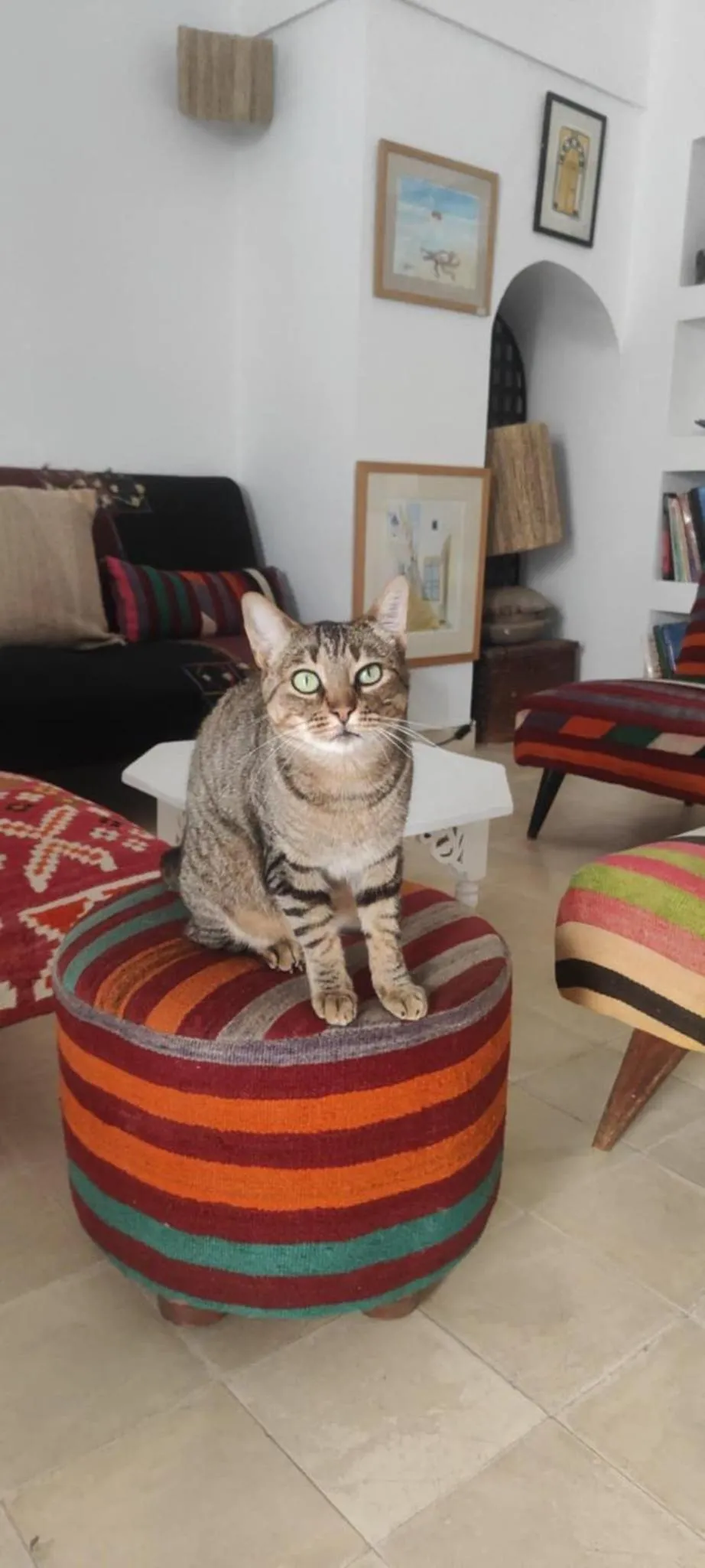 Animals in Dar R'Bat, Maison d'Hôtes de charme