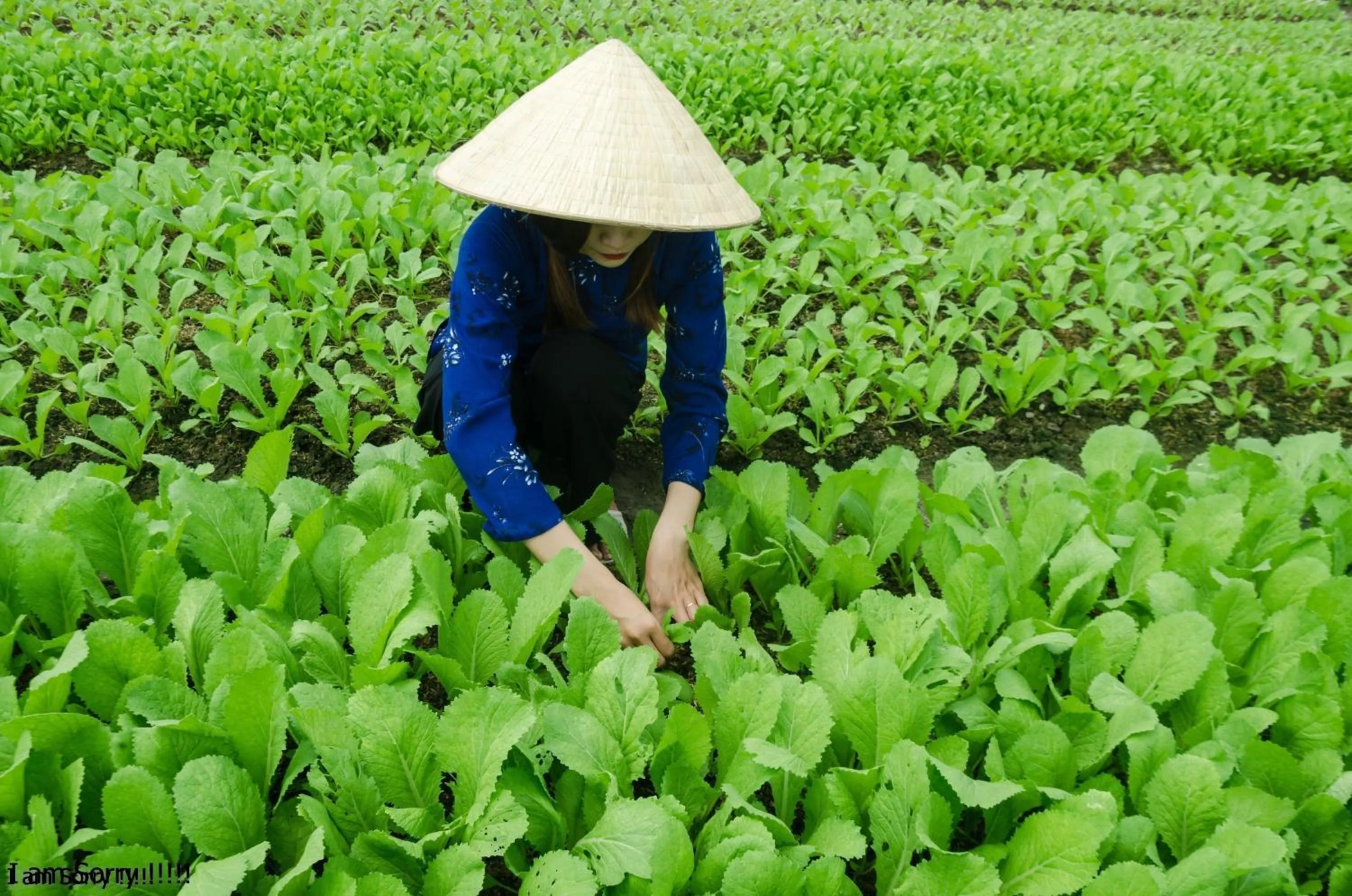 Activities in Chez Xuân ở Hội An - Rooms & more