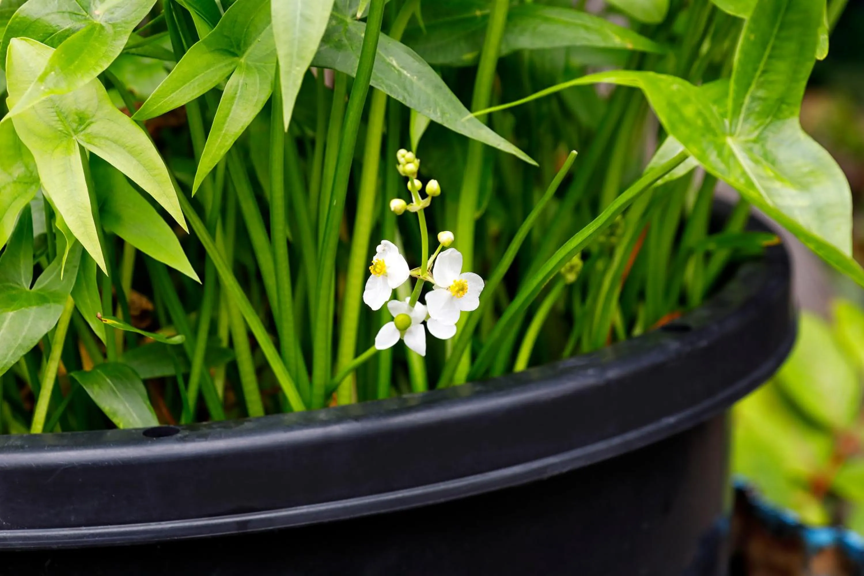 Garden in Tsubakikan