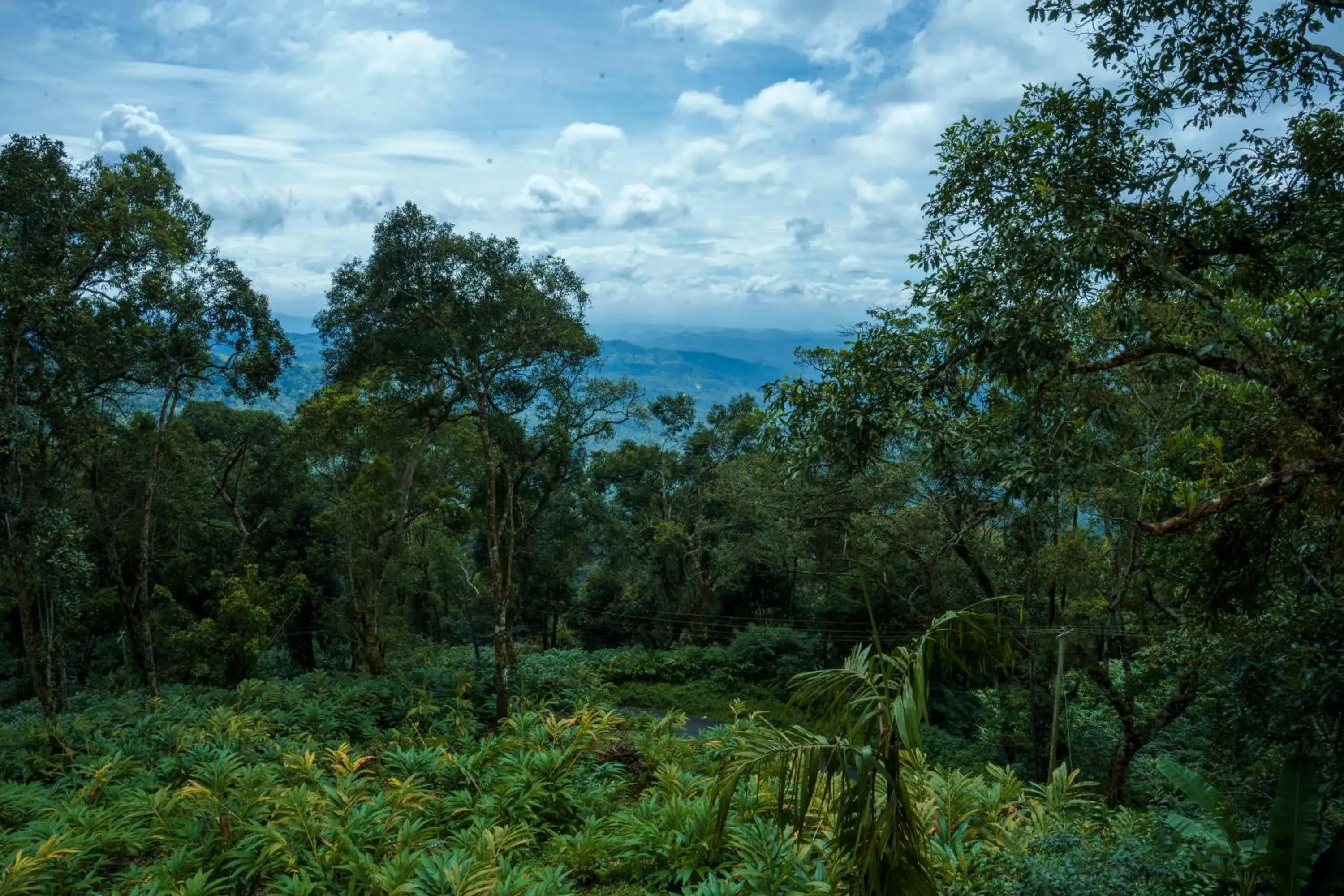 View (from property/room) in Bracknell Forest Munnar View (from property/room) in Bracknell Forest Munnar