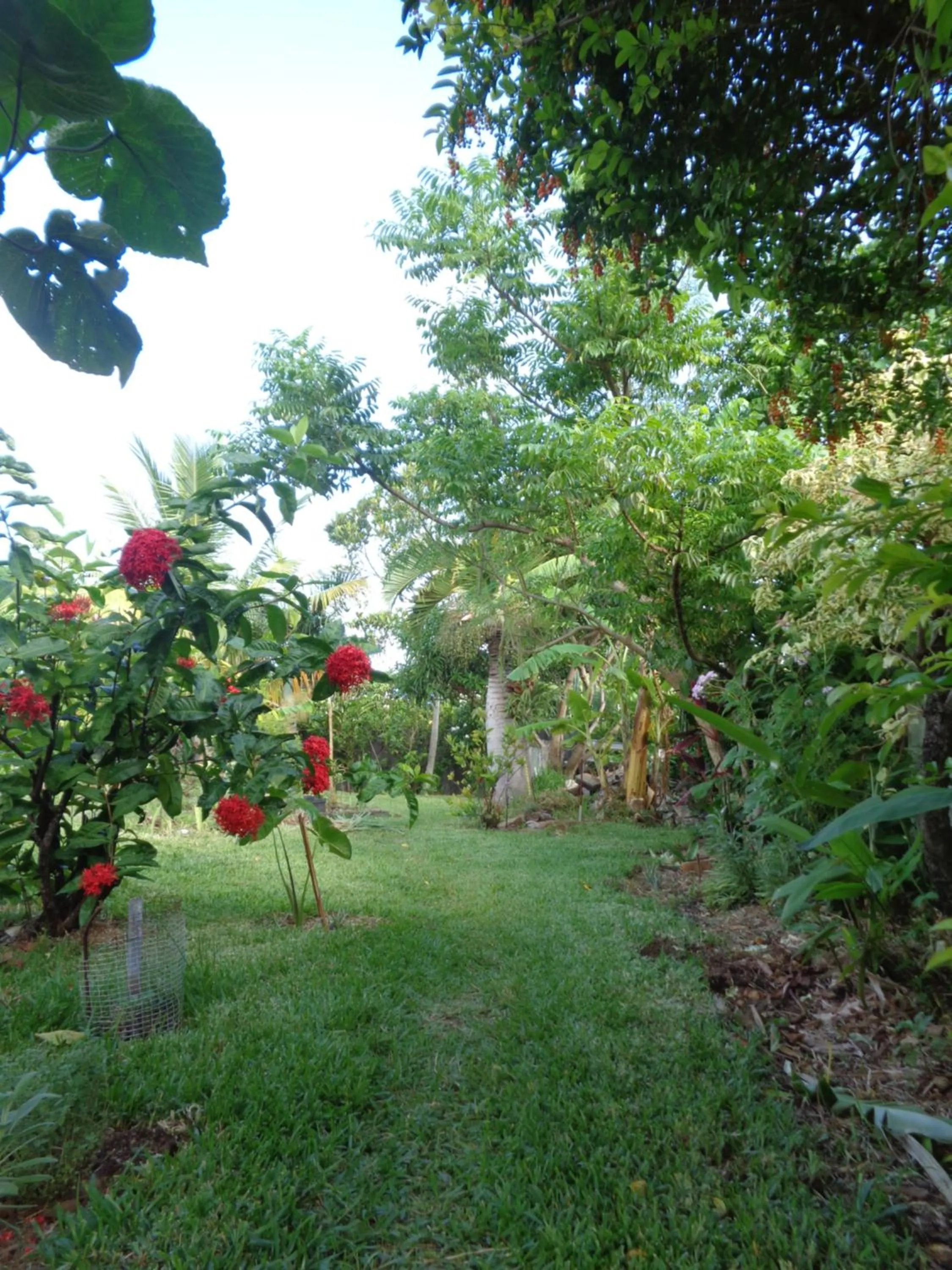 Garden in L'Arbre de Vie