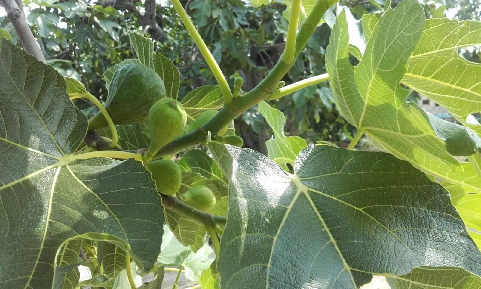 B&B Casale Giovannozzi