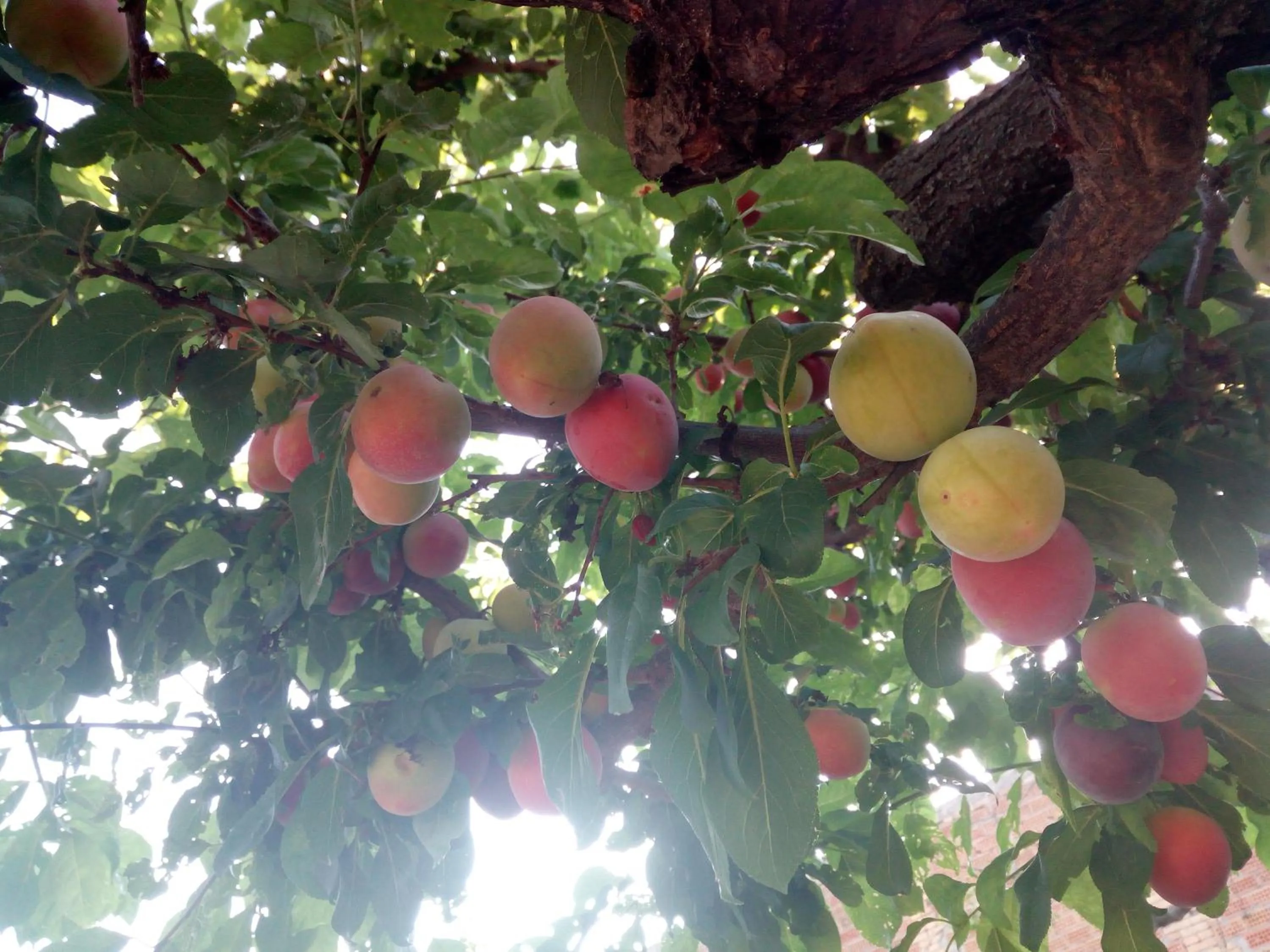 B&B Casale Giovannozzi