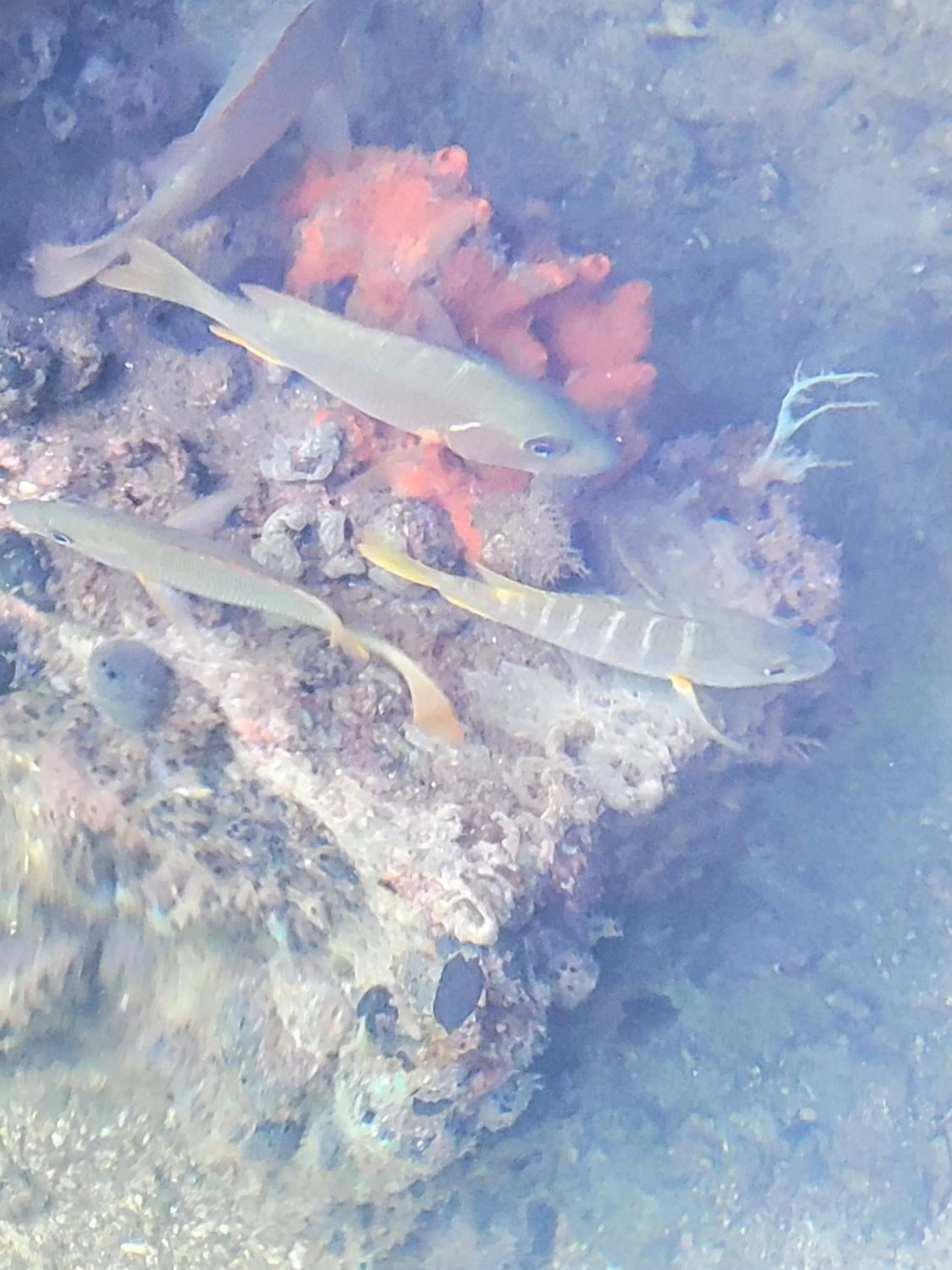 Barrbra BnB Over The Sea