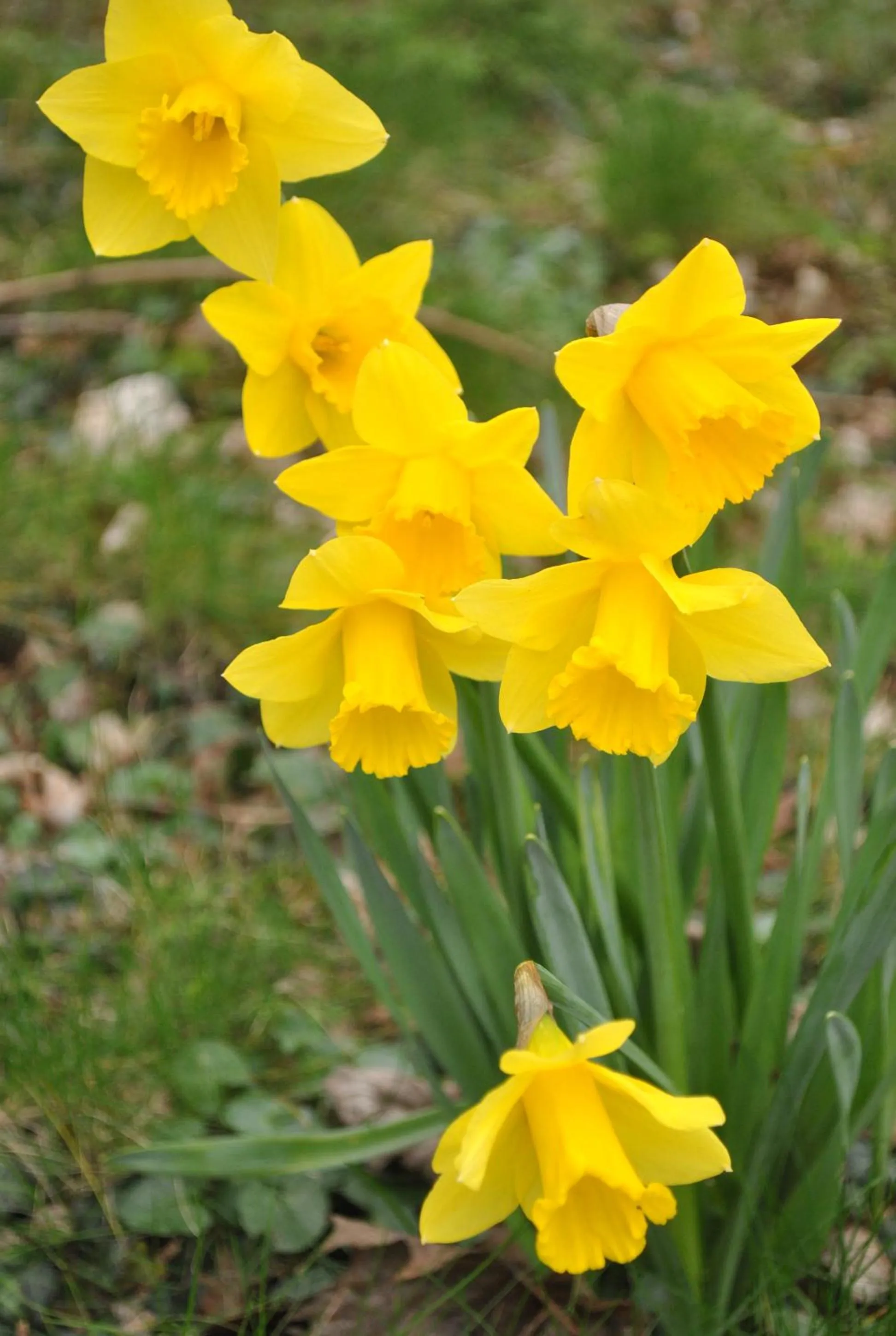 Property building in Elms Farm