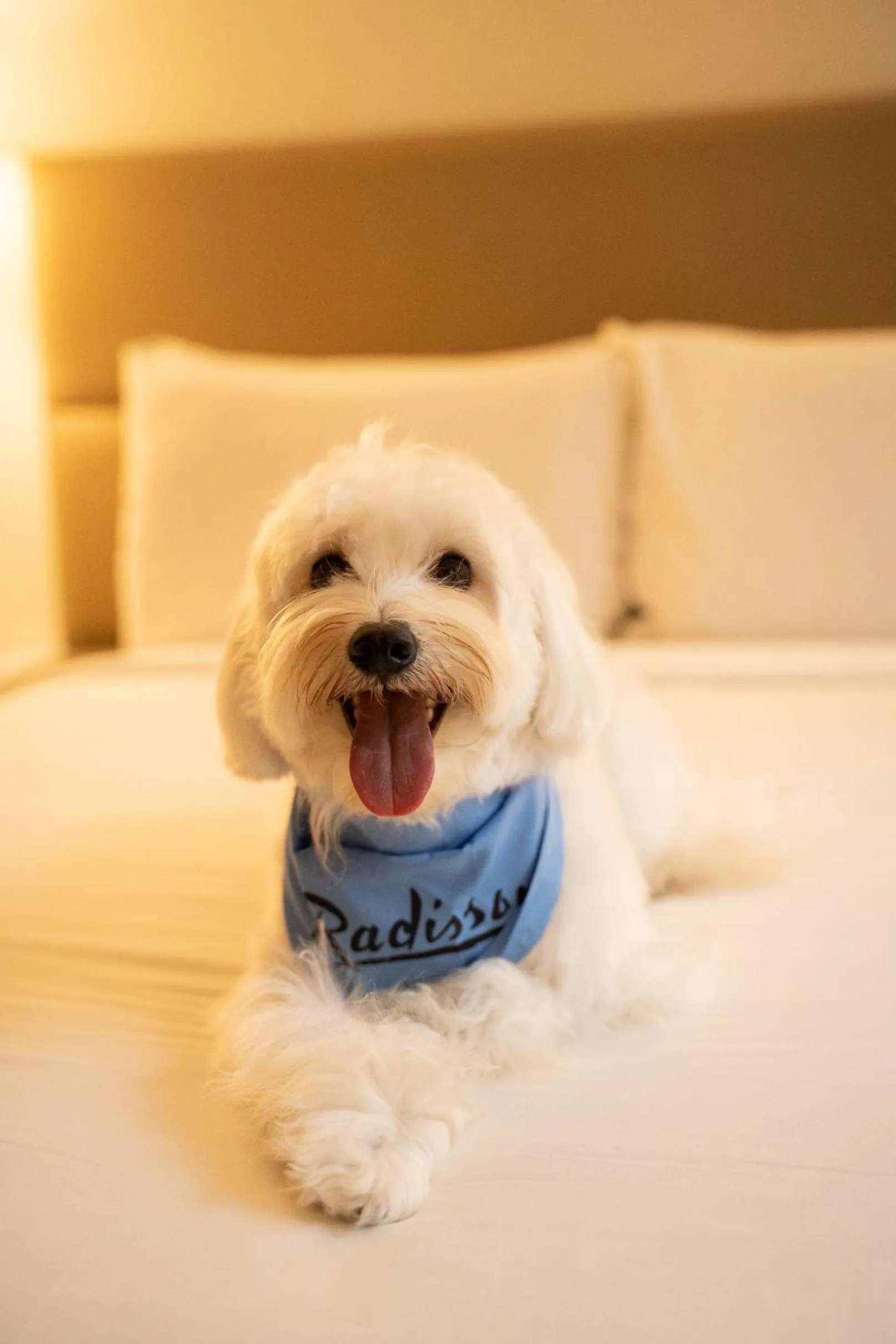 Pets in Radisson Rio de Janeiro Barra
