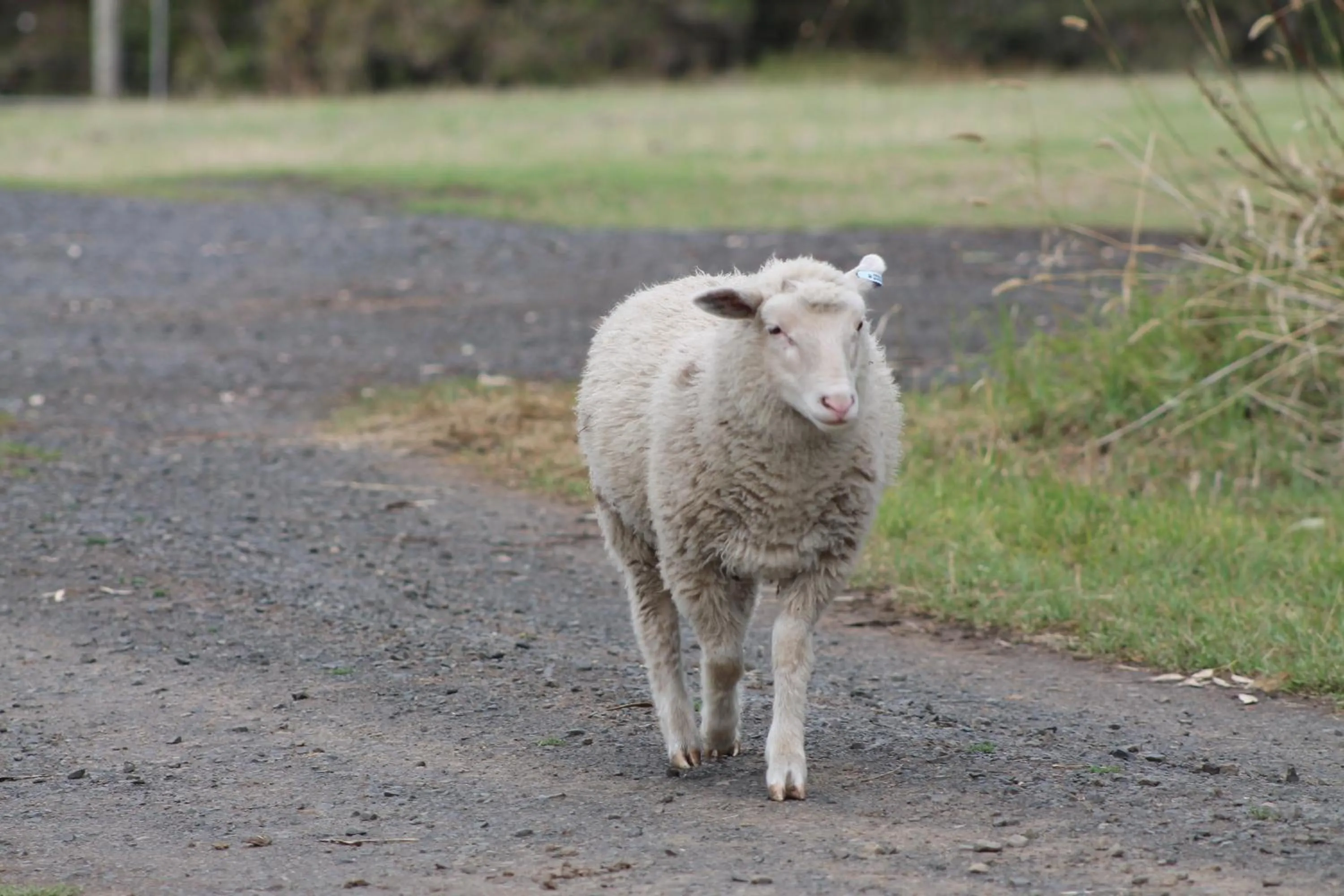 Bimbadeen Phillip Island Farm Retreats