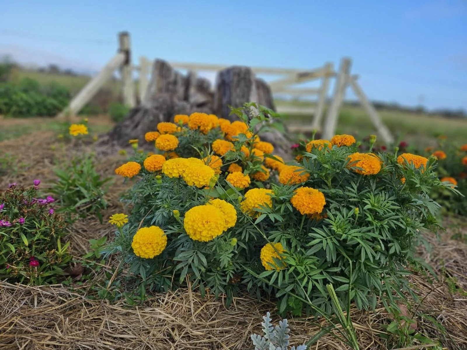 Koorawatha Homestead Motel