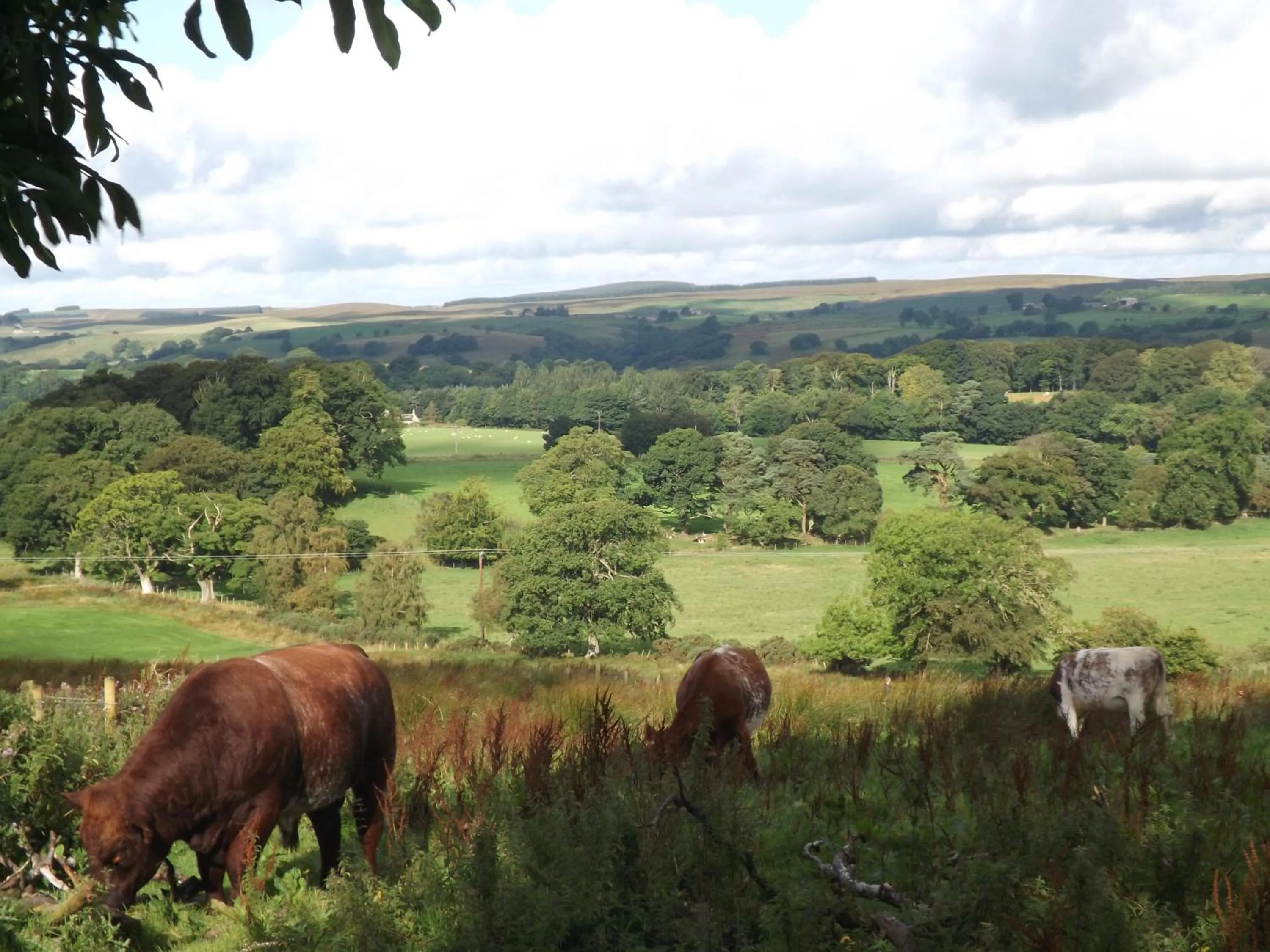 View (from property/room) in Hillis Close Farm